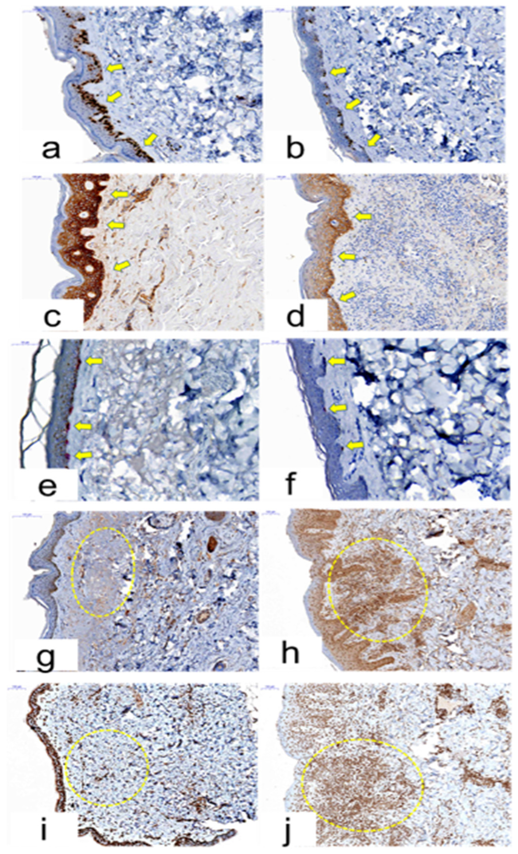 Cancers 12 03120 g006 Cancers 12 03120 g006