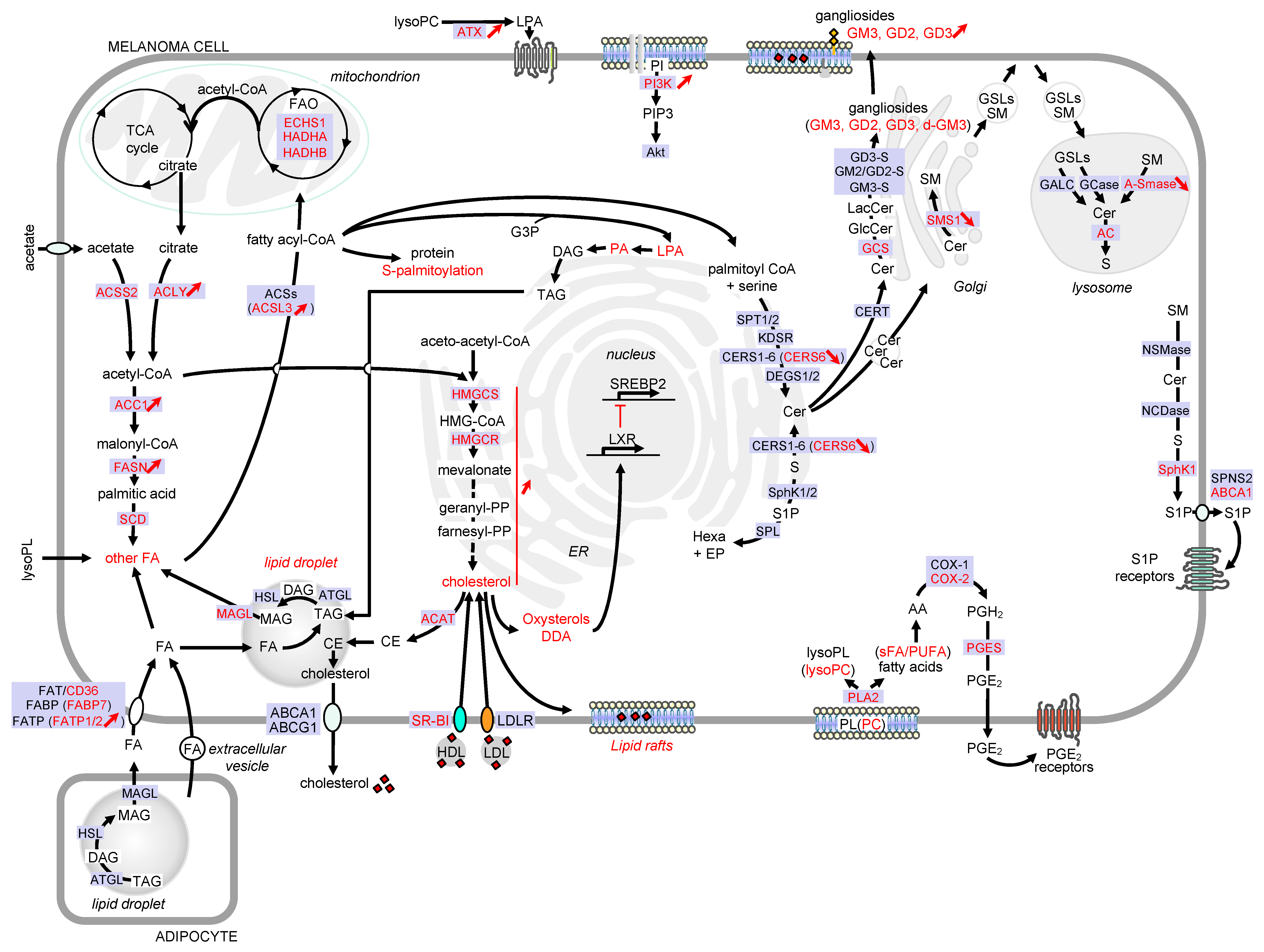Cancers 12 03147 g002 Cancers 12 03147 g002