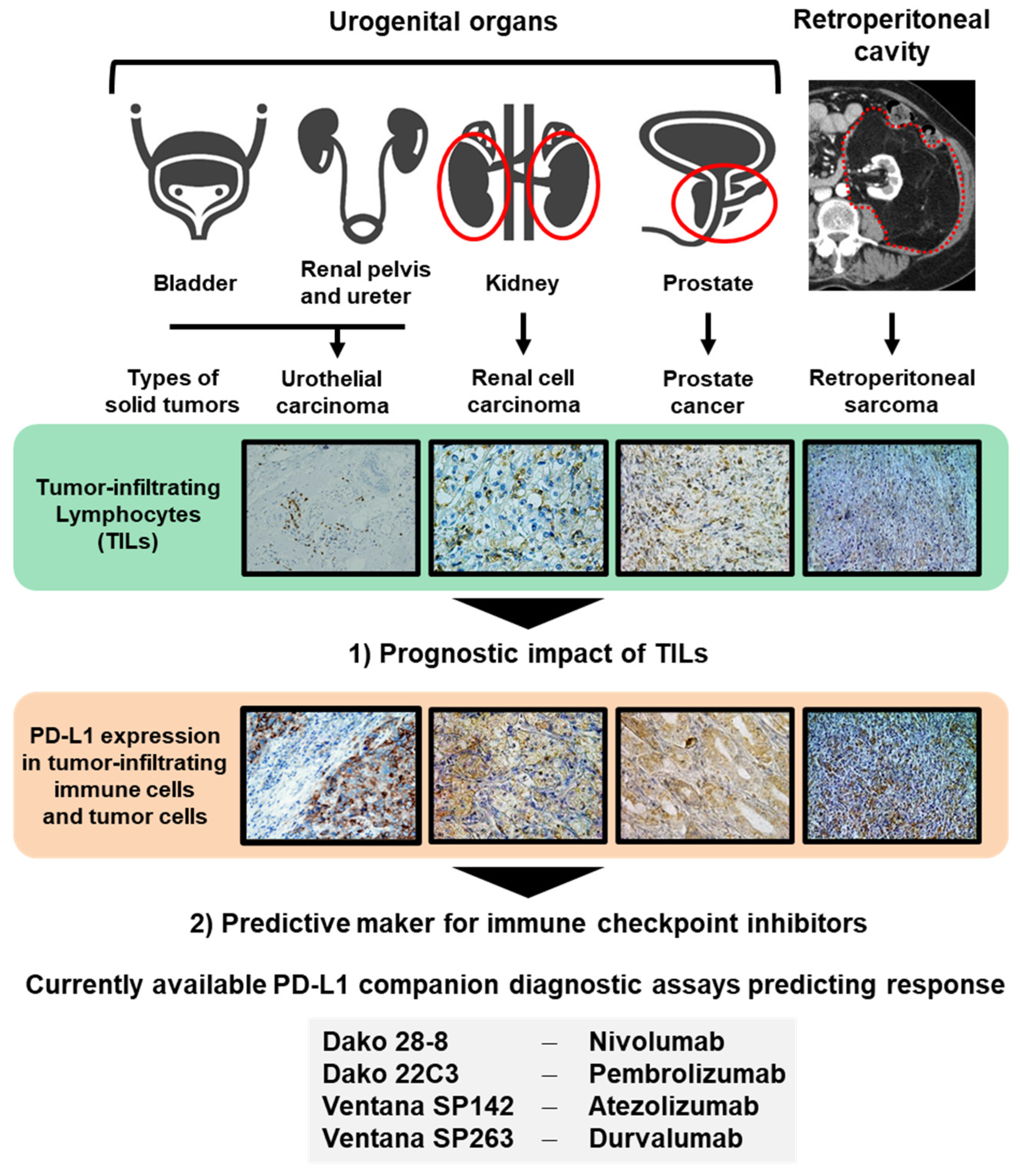 Cancers 12 03153 g001