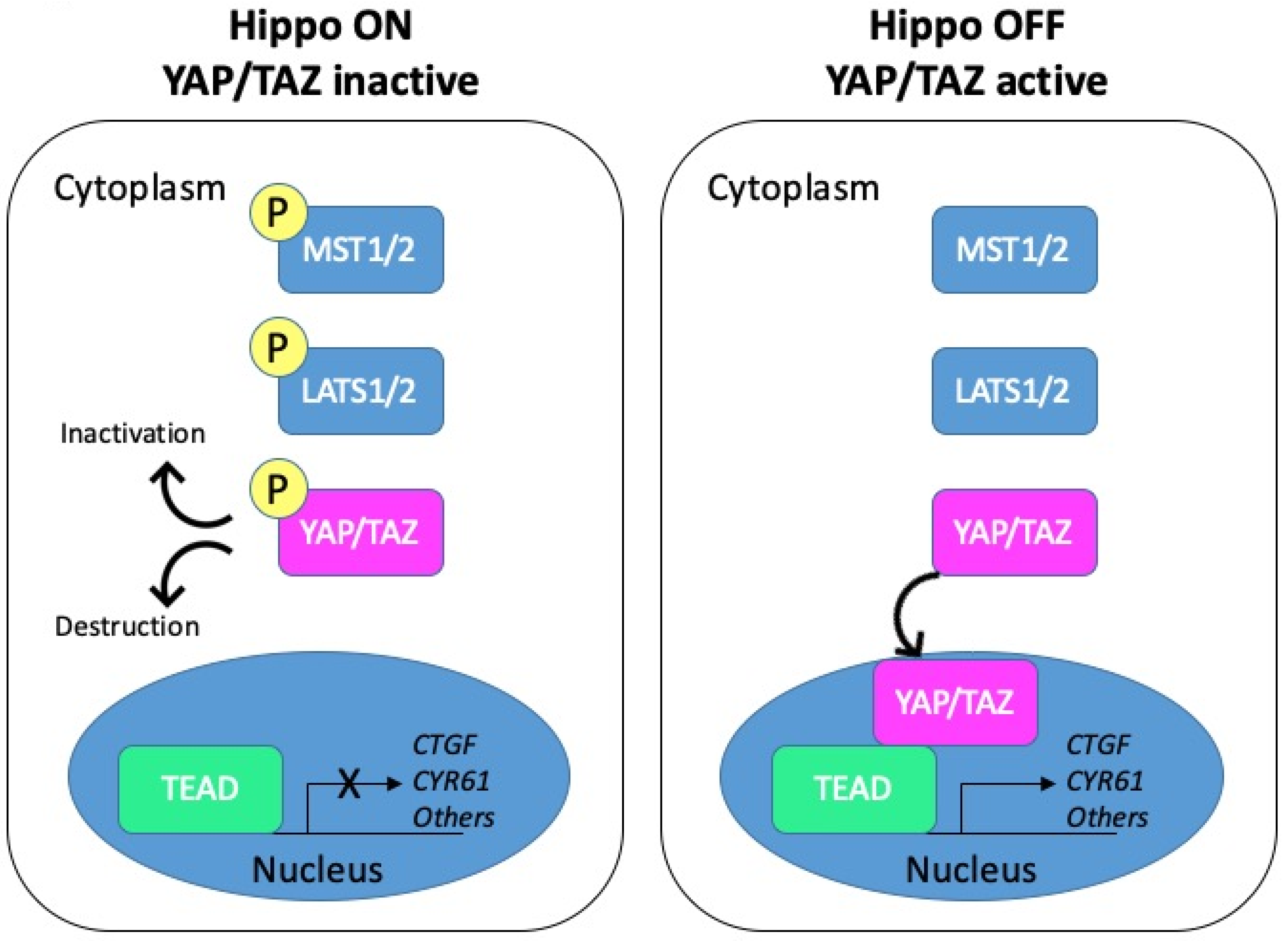 Cancers 12 03160 g002