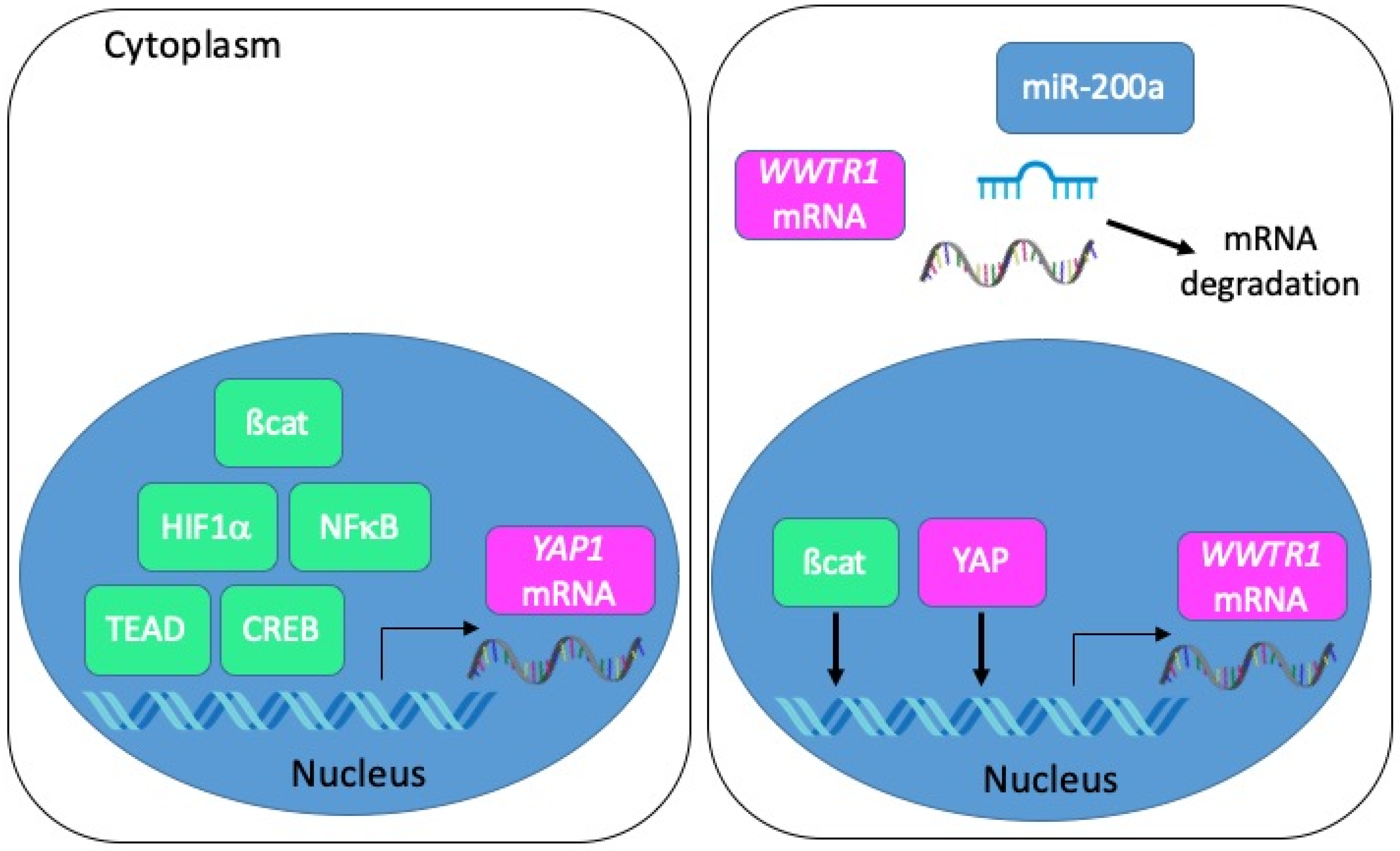 Cancers 12 03160 g005