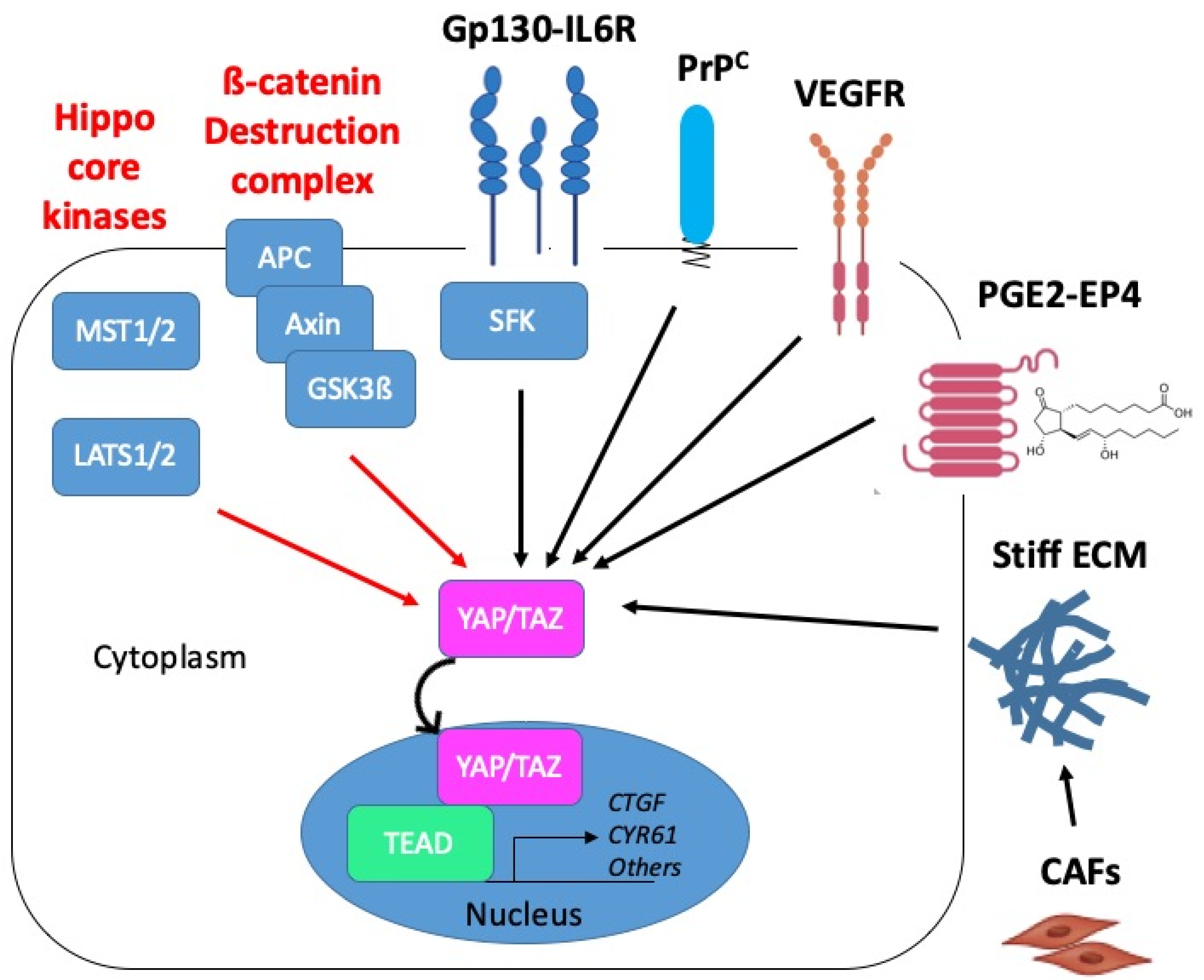 Cancers 12 03160 g006