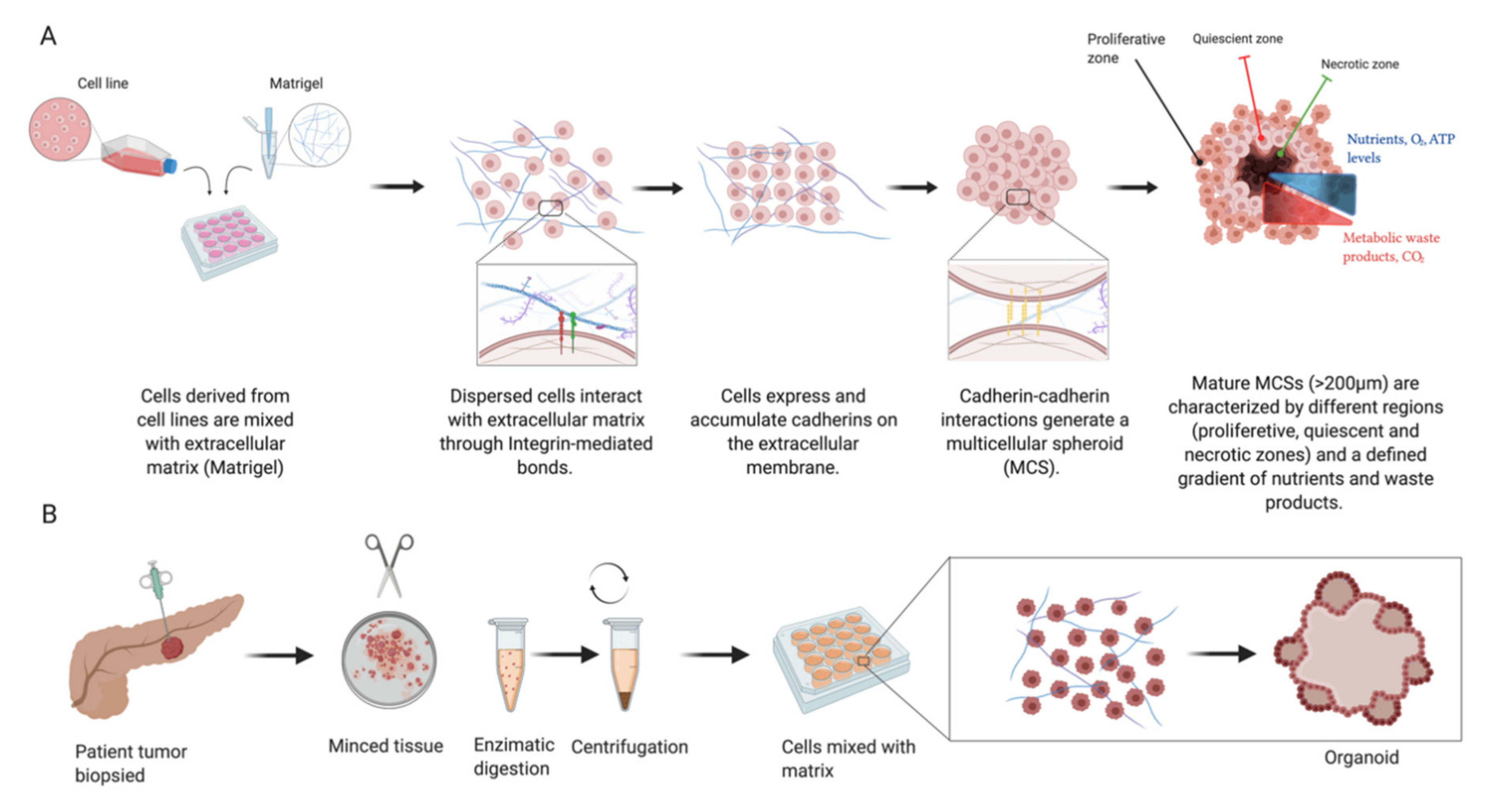 Cancers 12 03170 g002