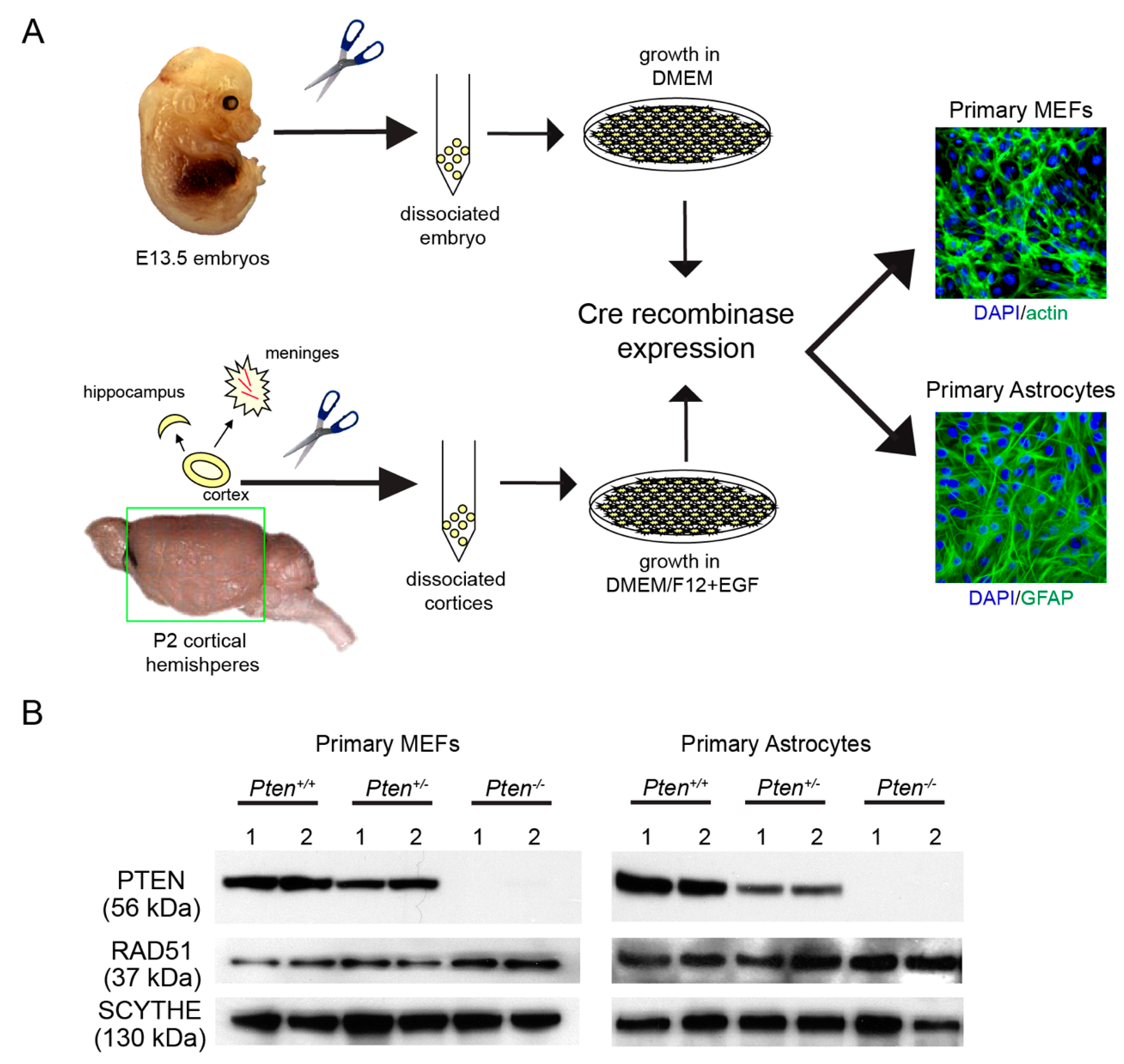 Cancers 12 03178 g001
