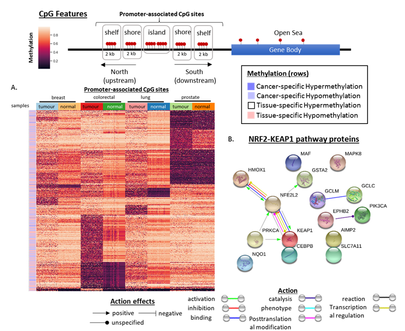 Cancers 12 03199 g008 Cancers 12 03199 g008