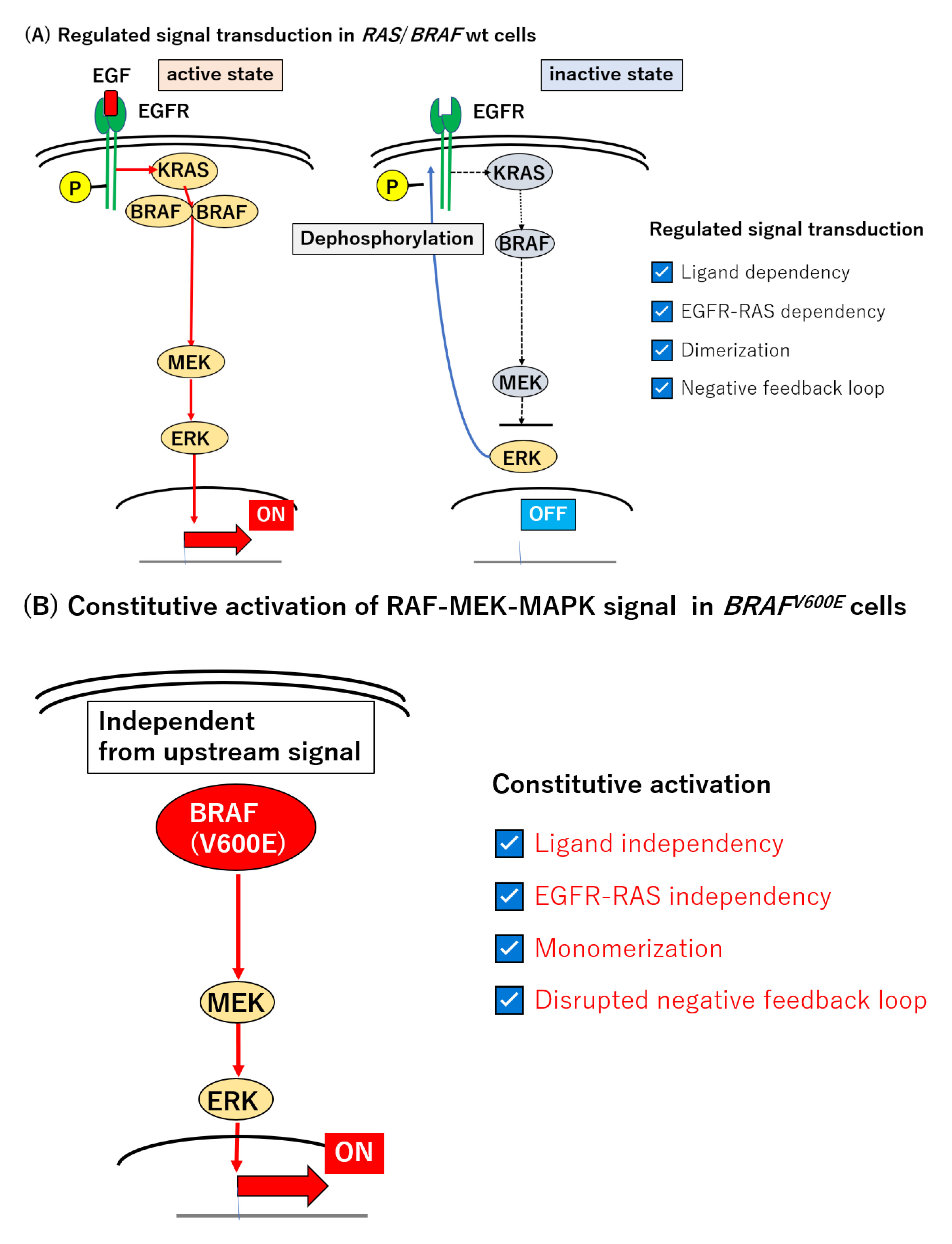 Cancers 12 03236 g001a Cancers 12 03236 g001a