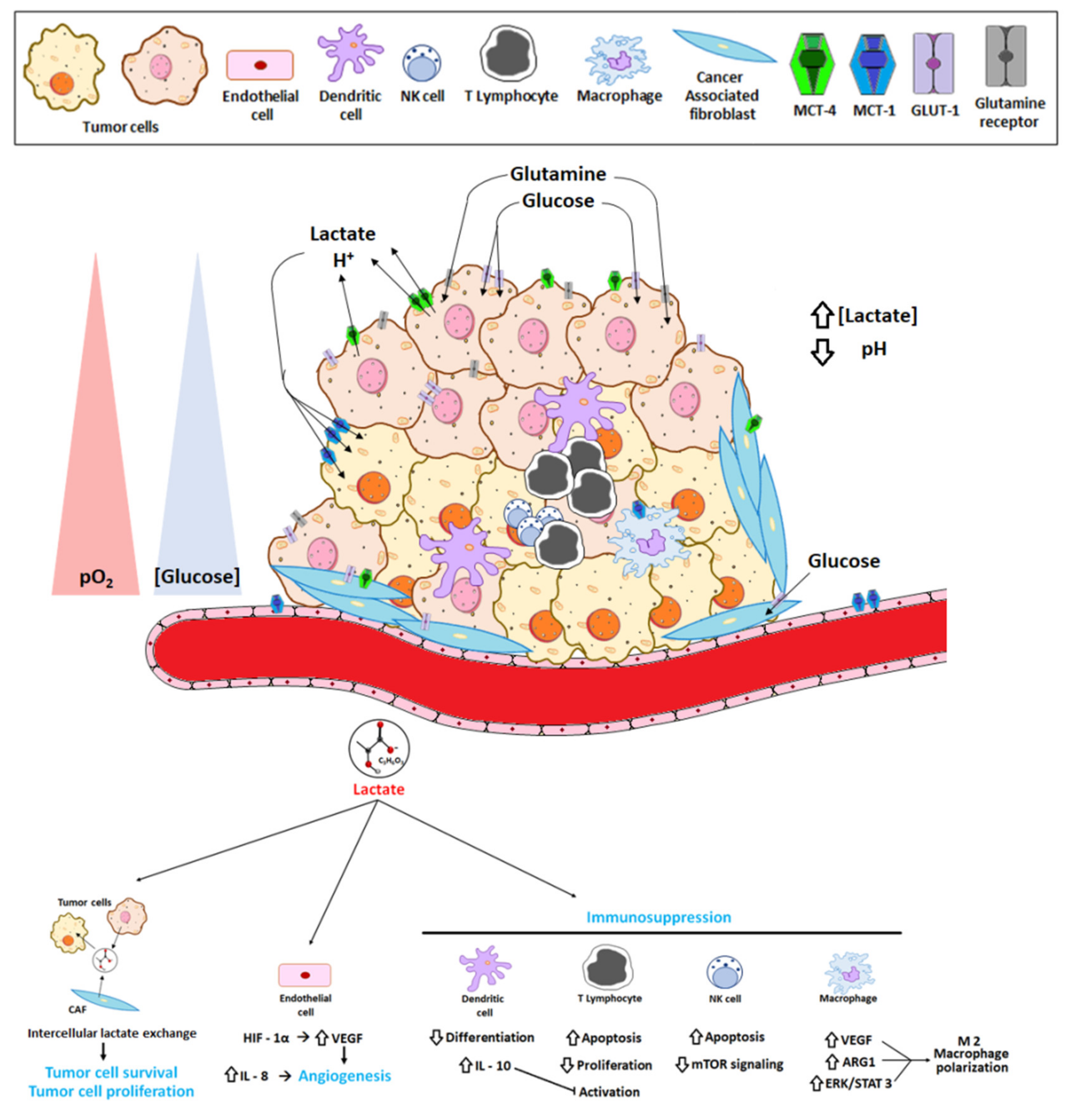 Cancers 12 03244 g003