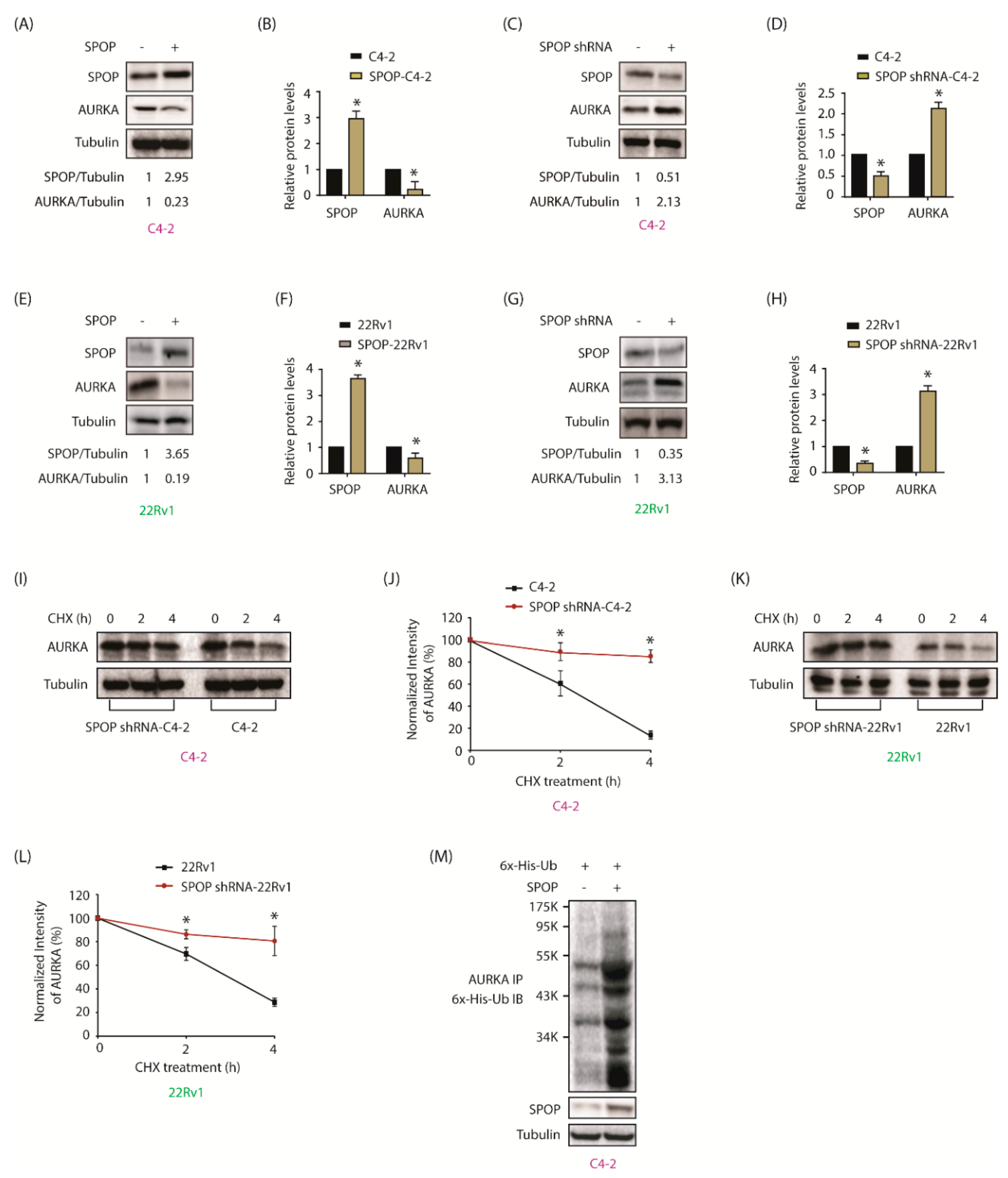 Cancers 12 03247 g003 Cancers 12 03247 g003
