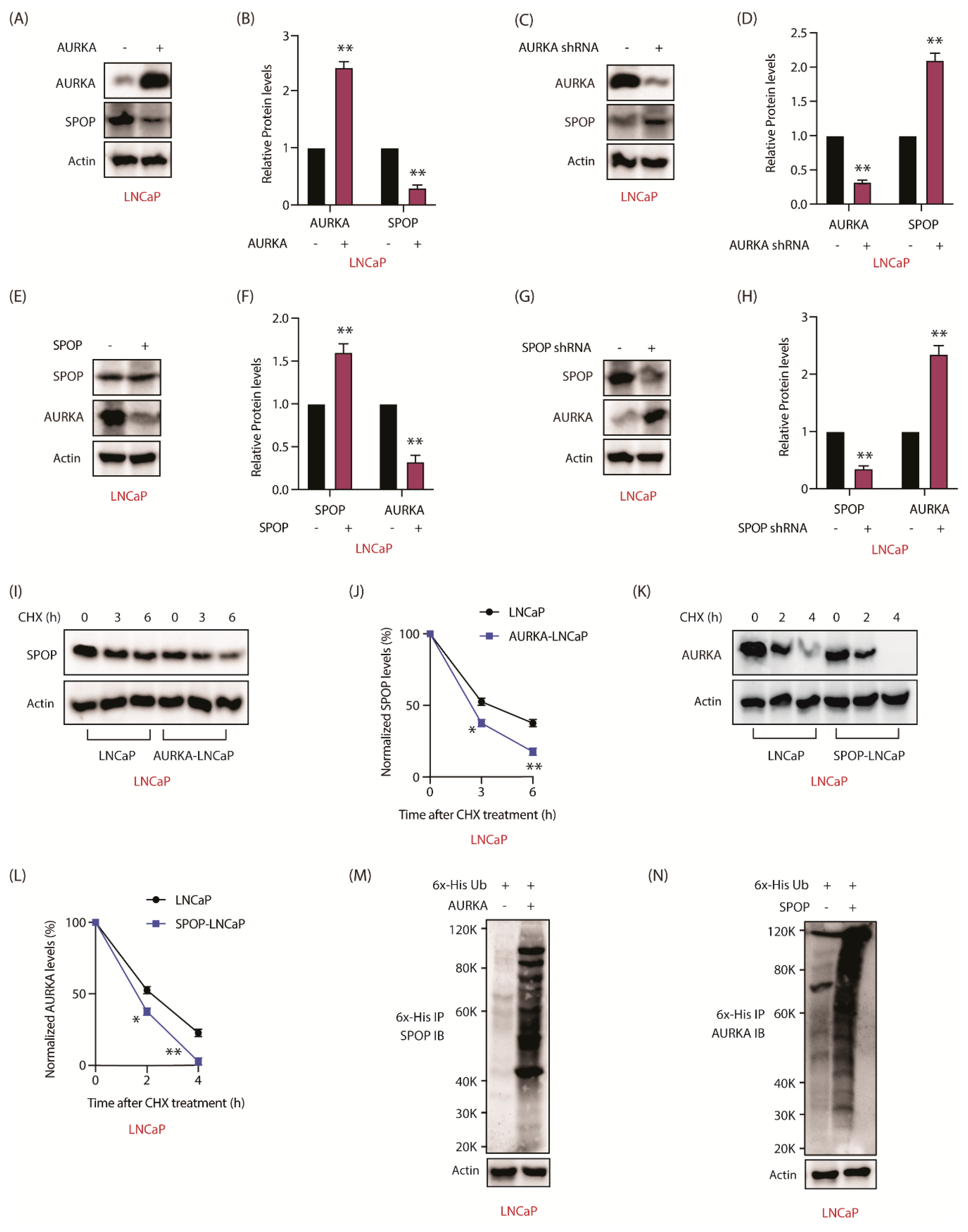 Cancers 12 03247 g007 Cancers 12 03247 g007