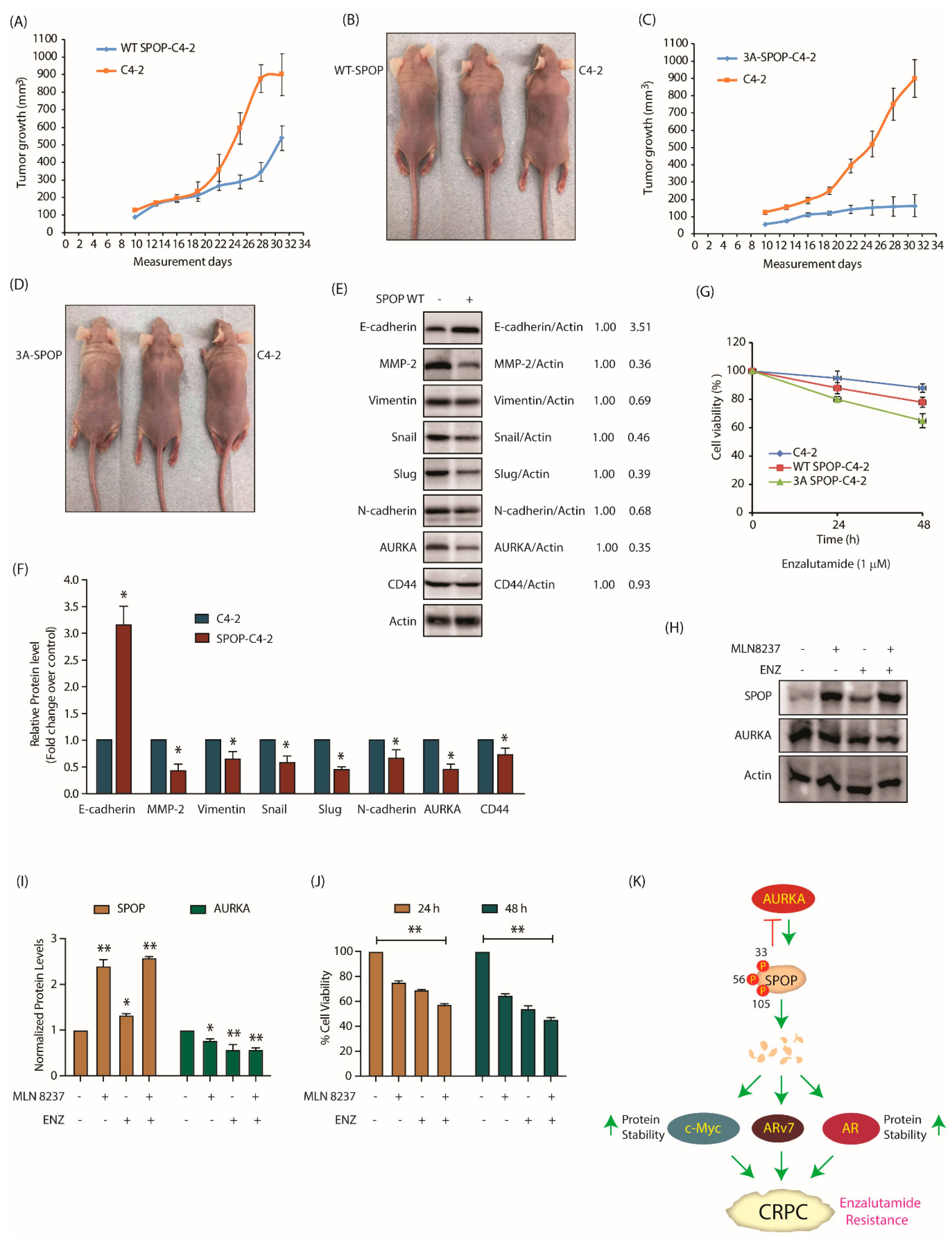 Cancers 12 03247 g008 Cancers 12 03247 g008