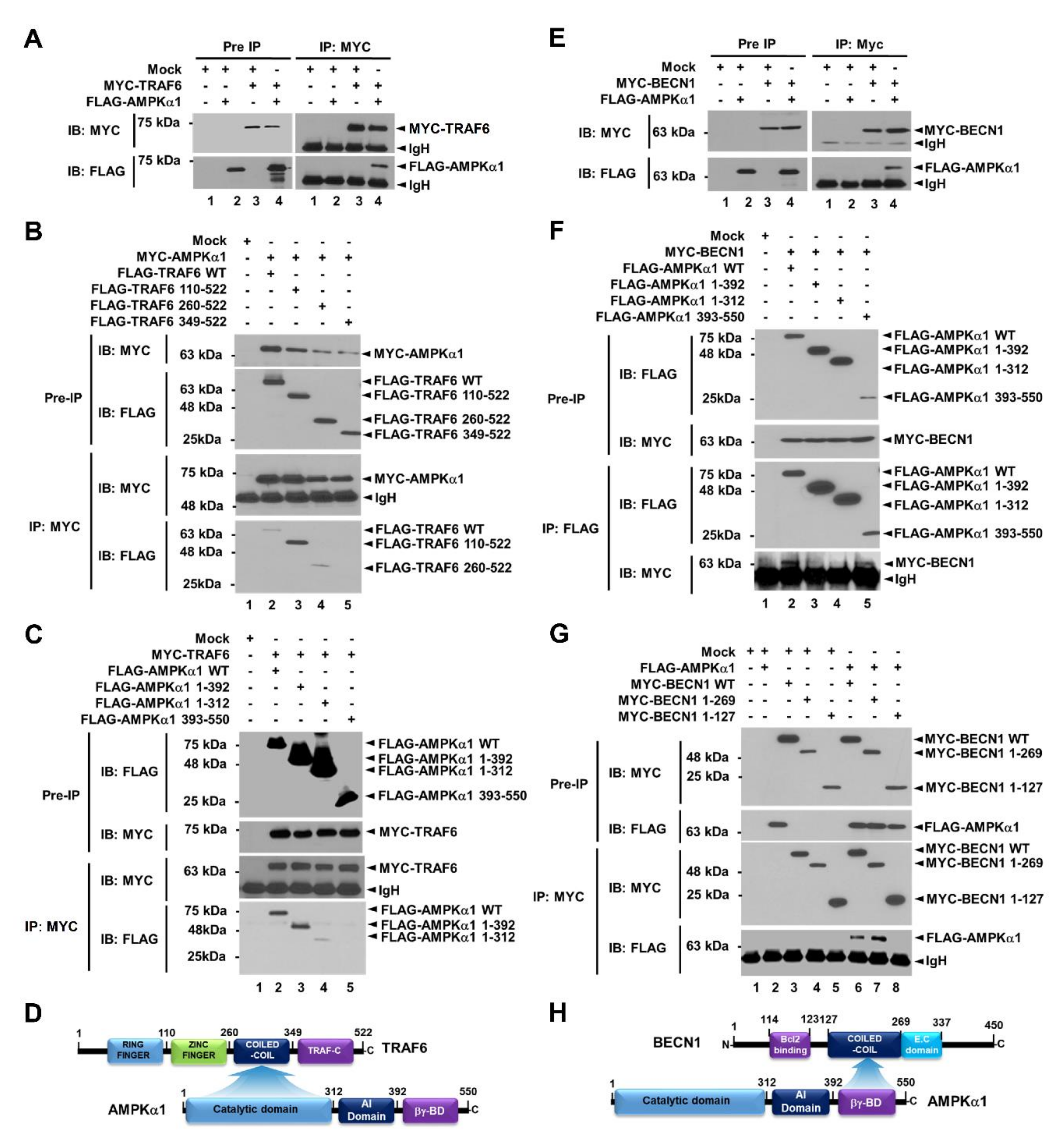 Cancers 12 03289 g001 Cancers 12 03289 g001