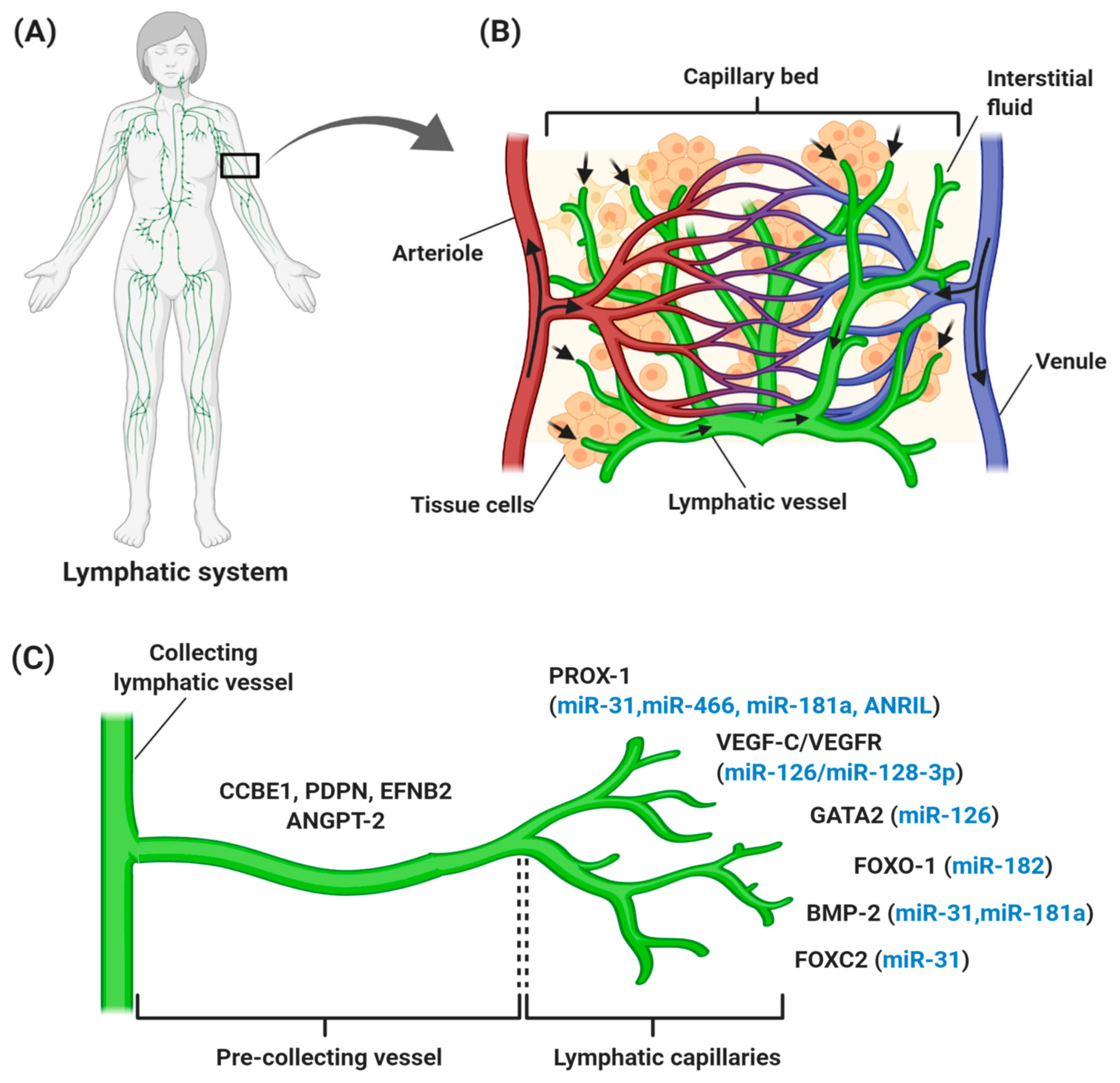 Cancers 12 03290 g001