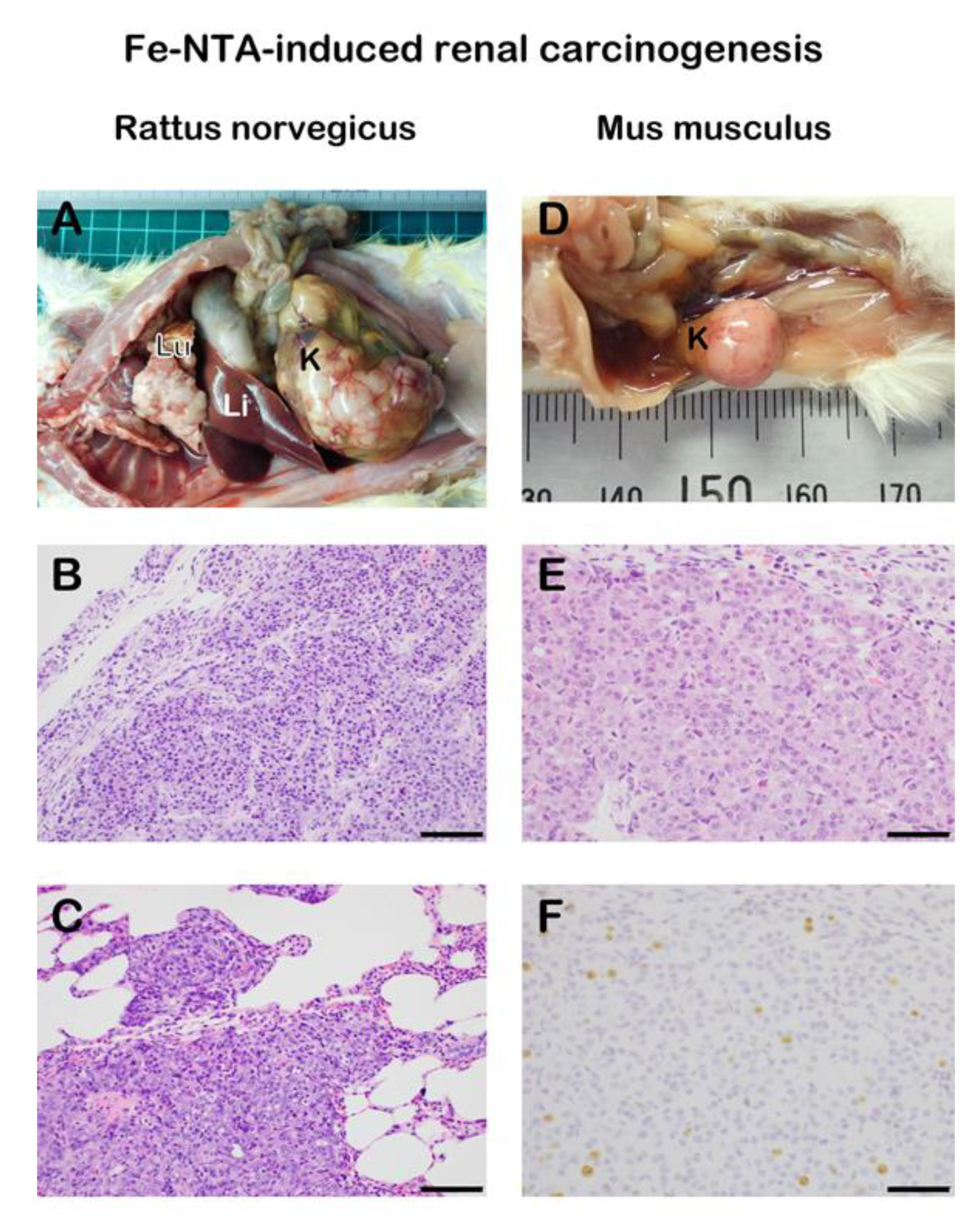 Cancers 12 03320 g003