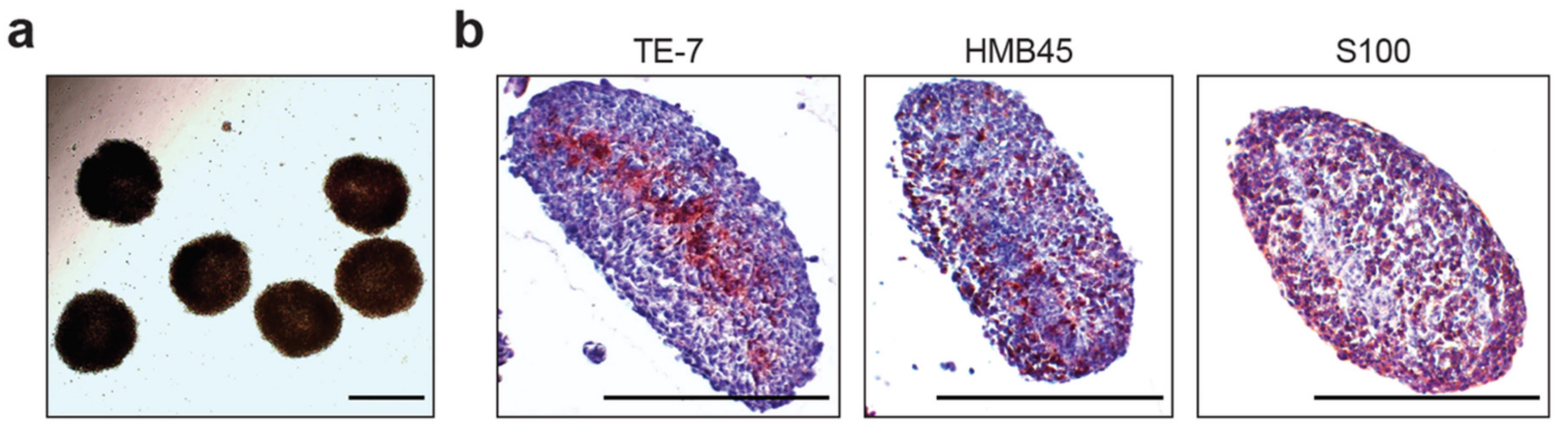 Cancers 12 03324 g001 Cancers 12 03324 g001