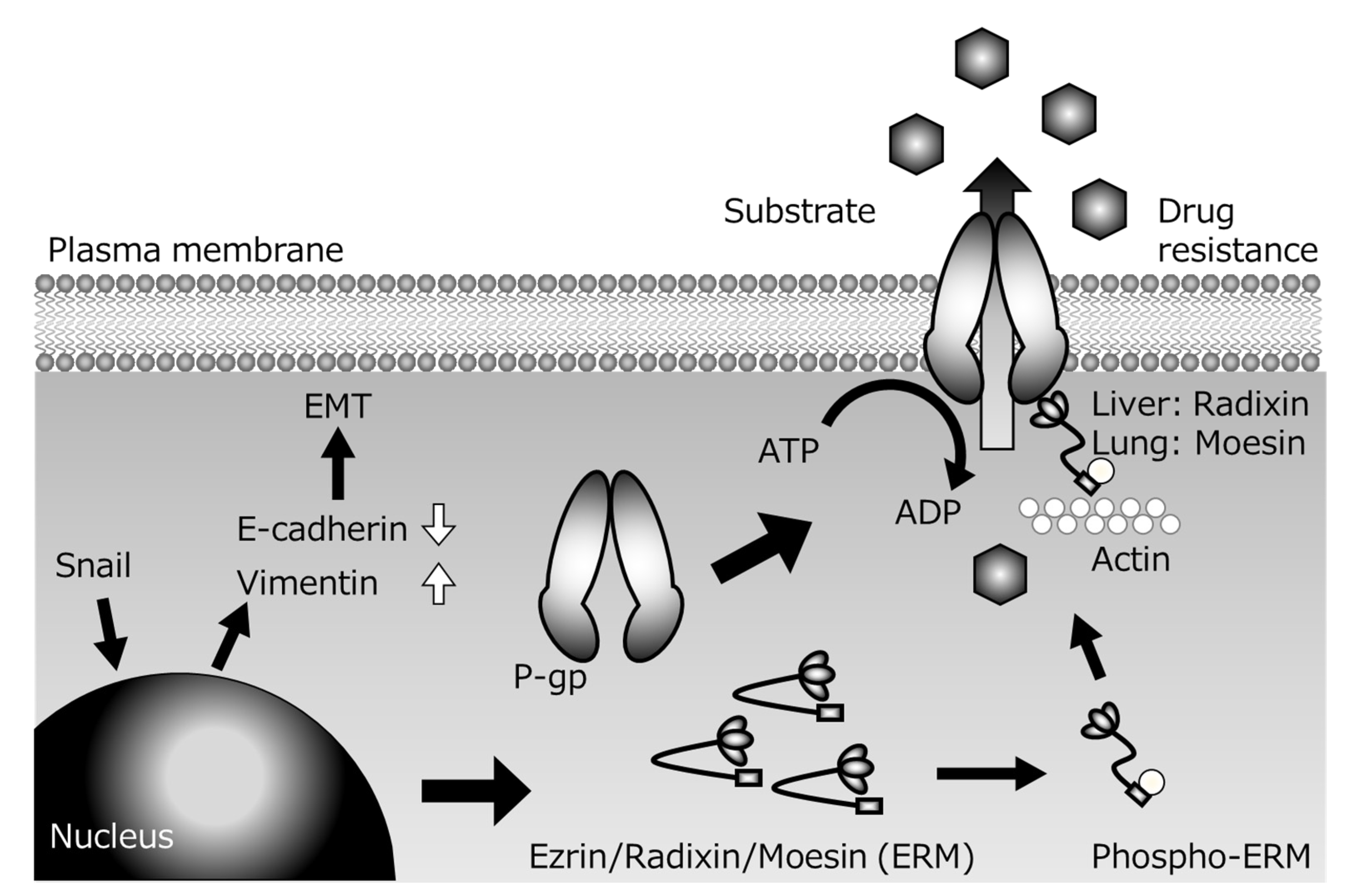 Cancers 12 03352 g002