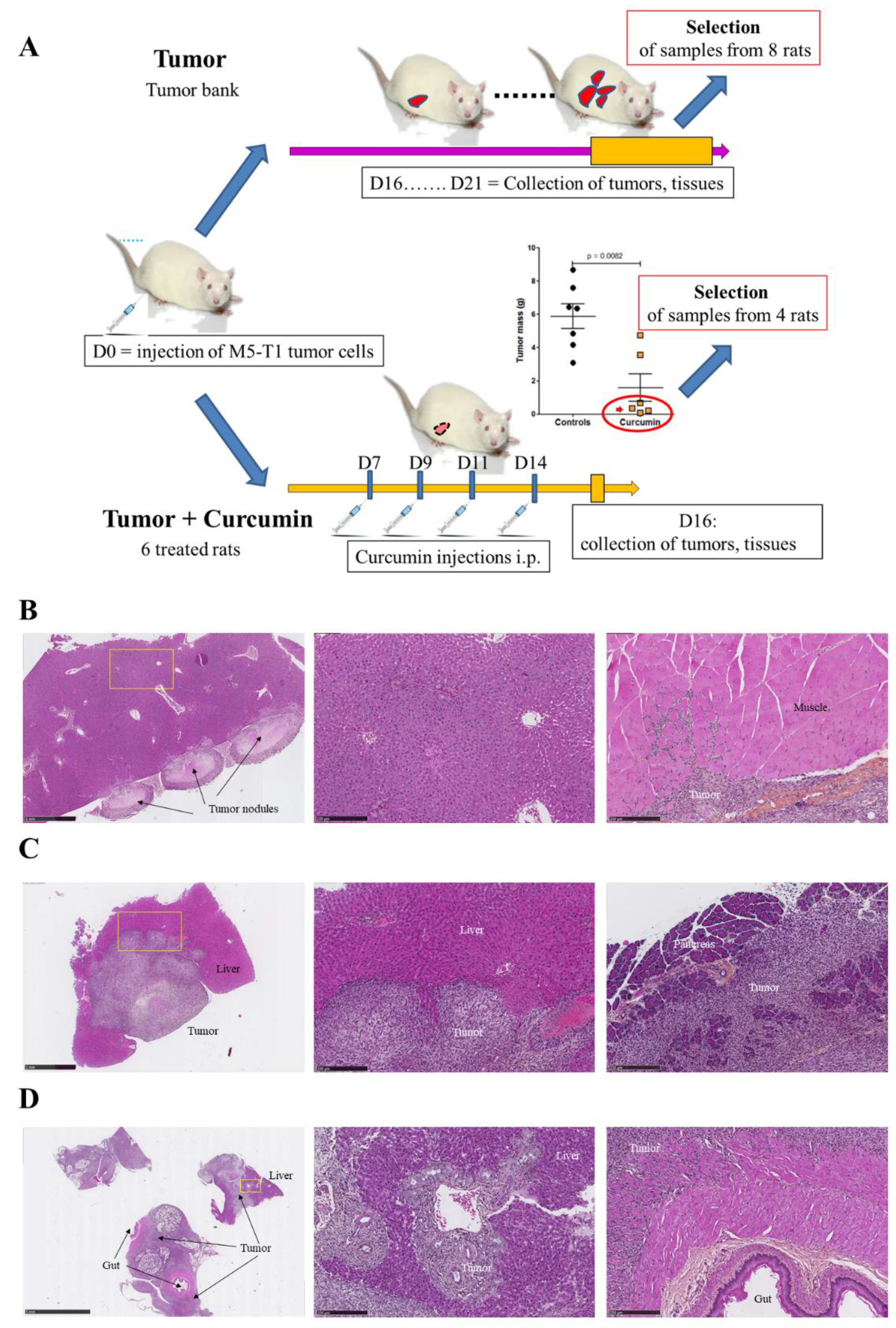 Cancers 12 03384 g001a
