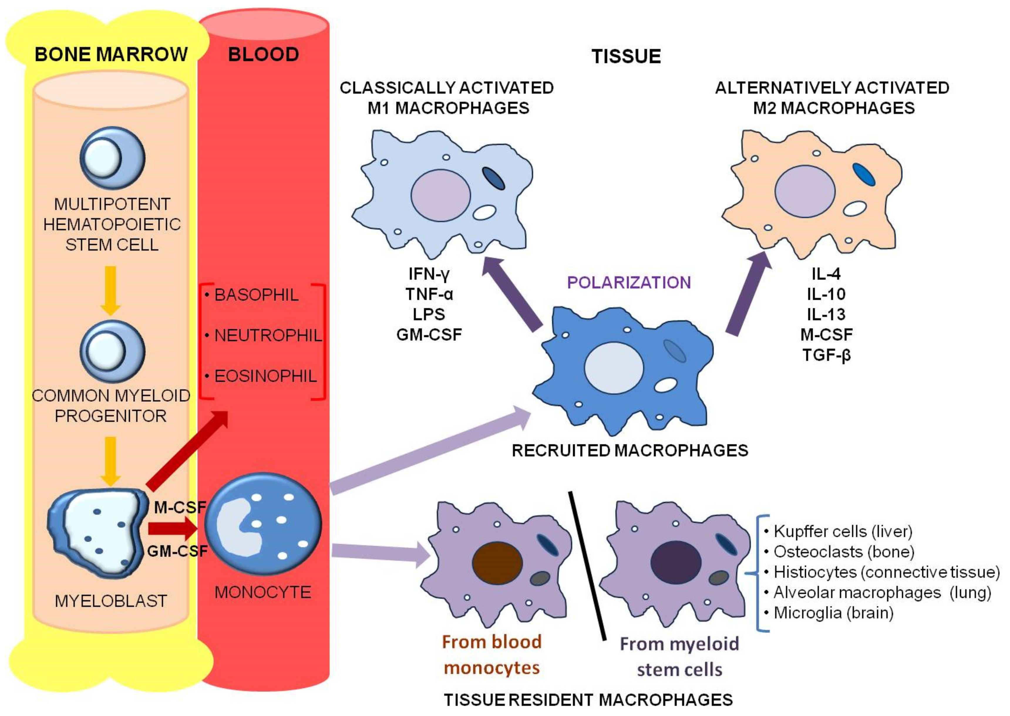 Cancers 12 03401 g001 Cancers 12 03401 g001