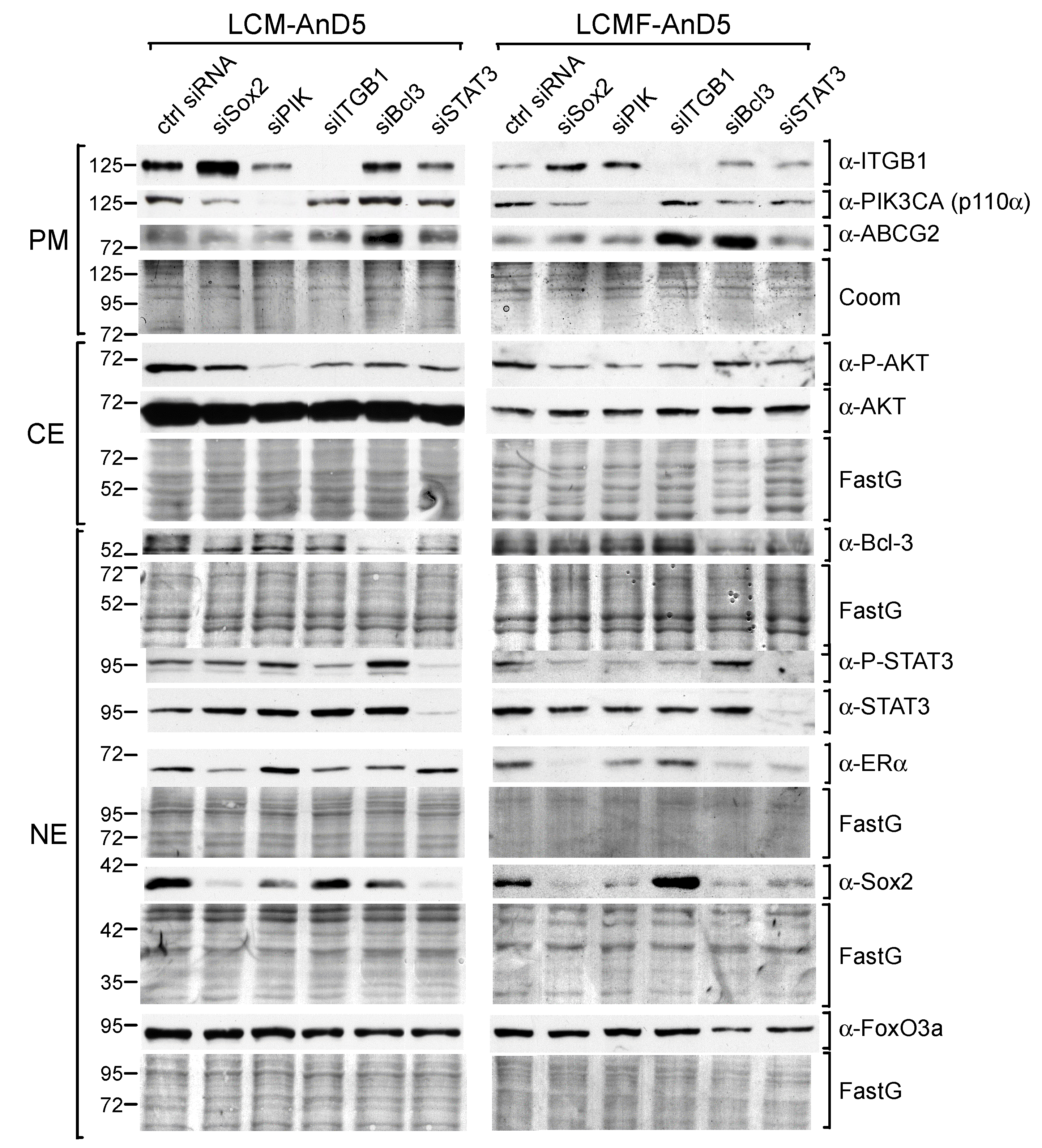Cancers 12 03435 g002