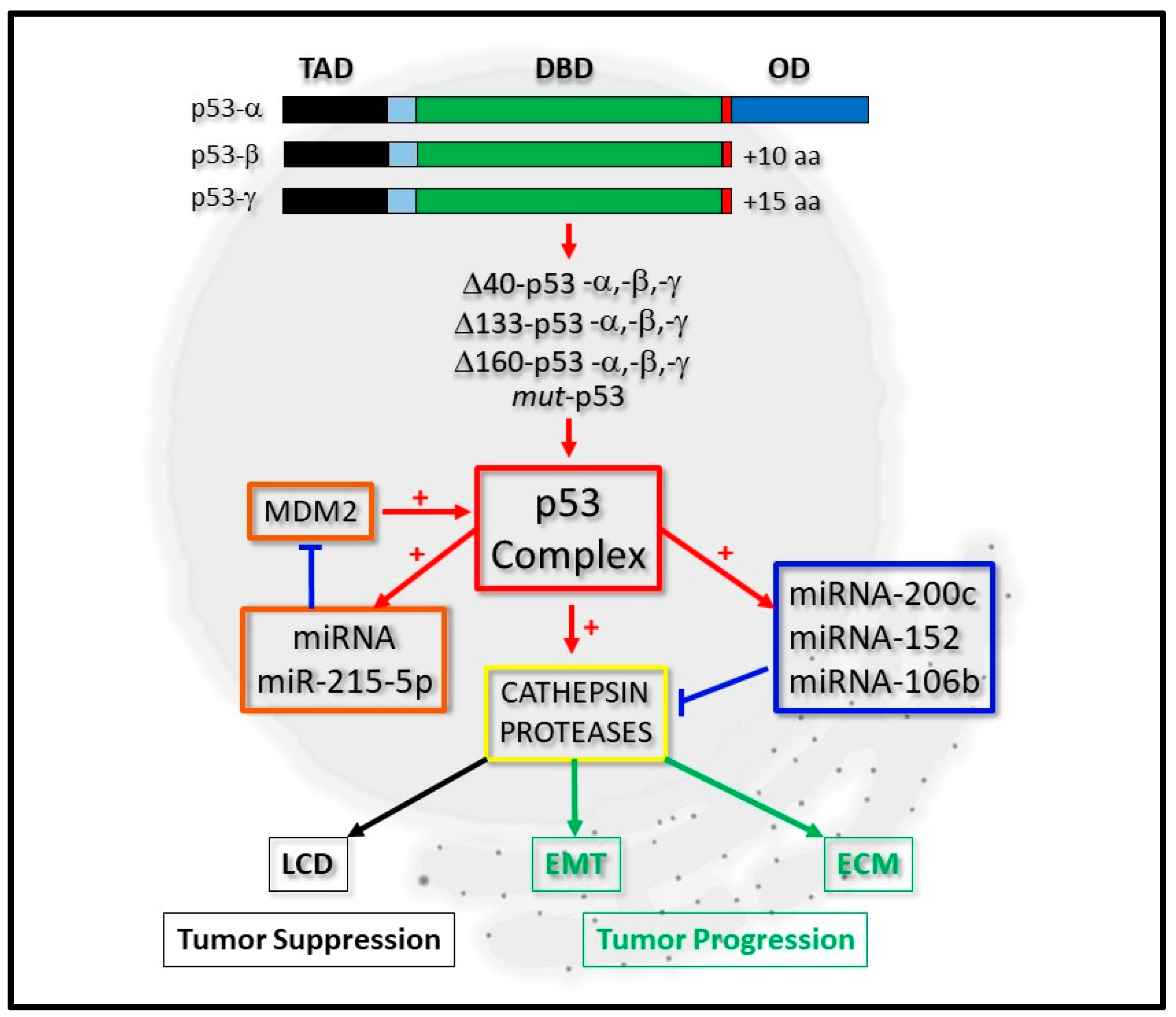 Cancers 12 03454 g001
