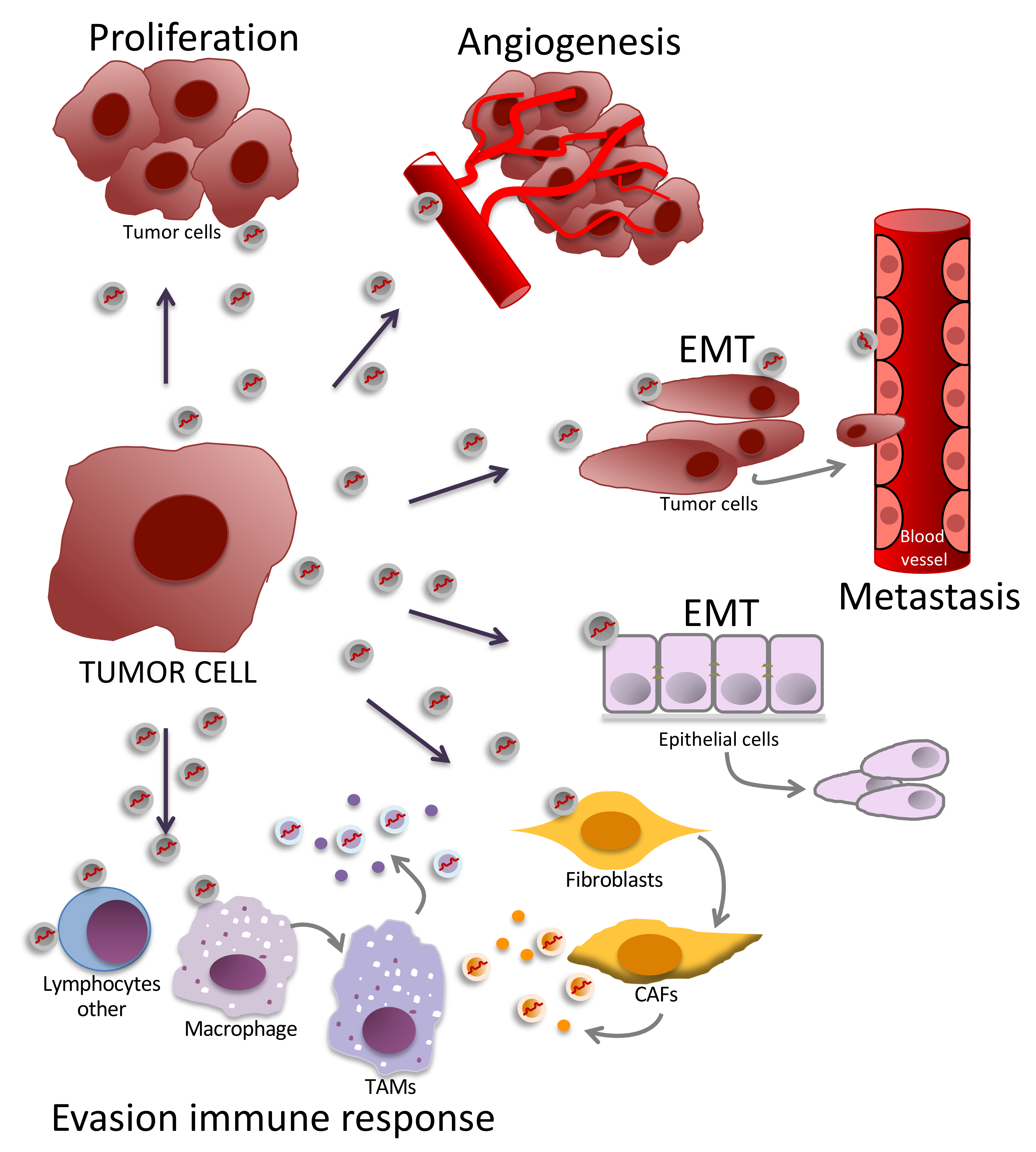 Cancers 12 03455 g003