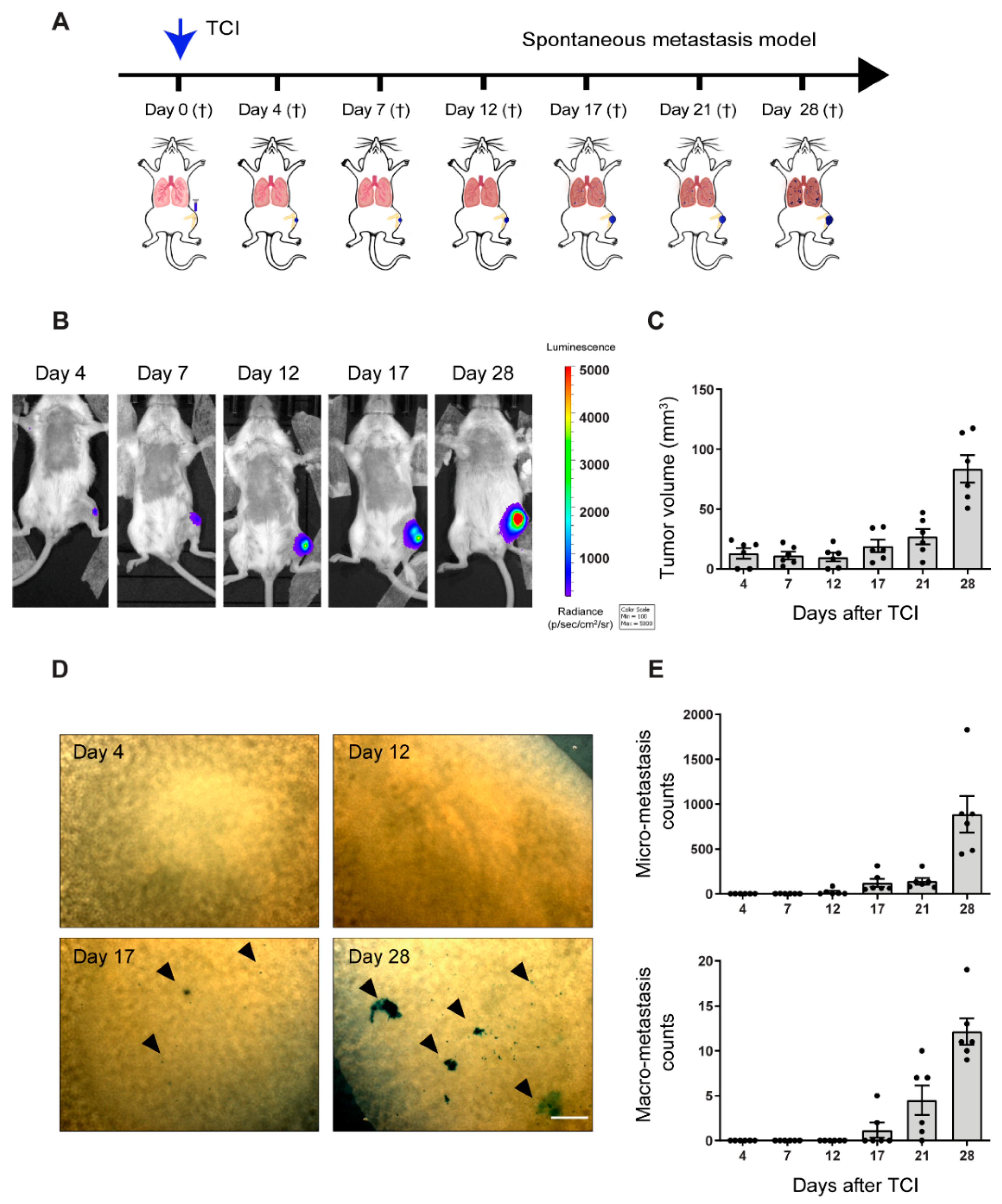 Cancers 12 03457 g001