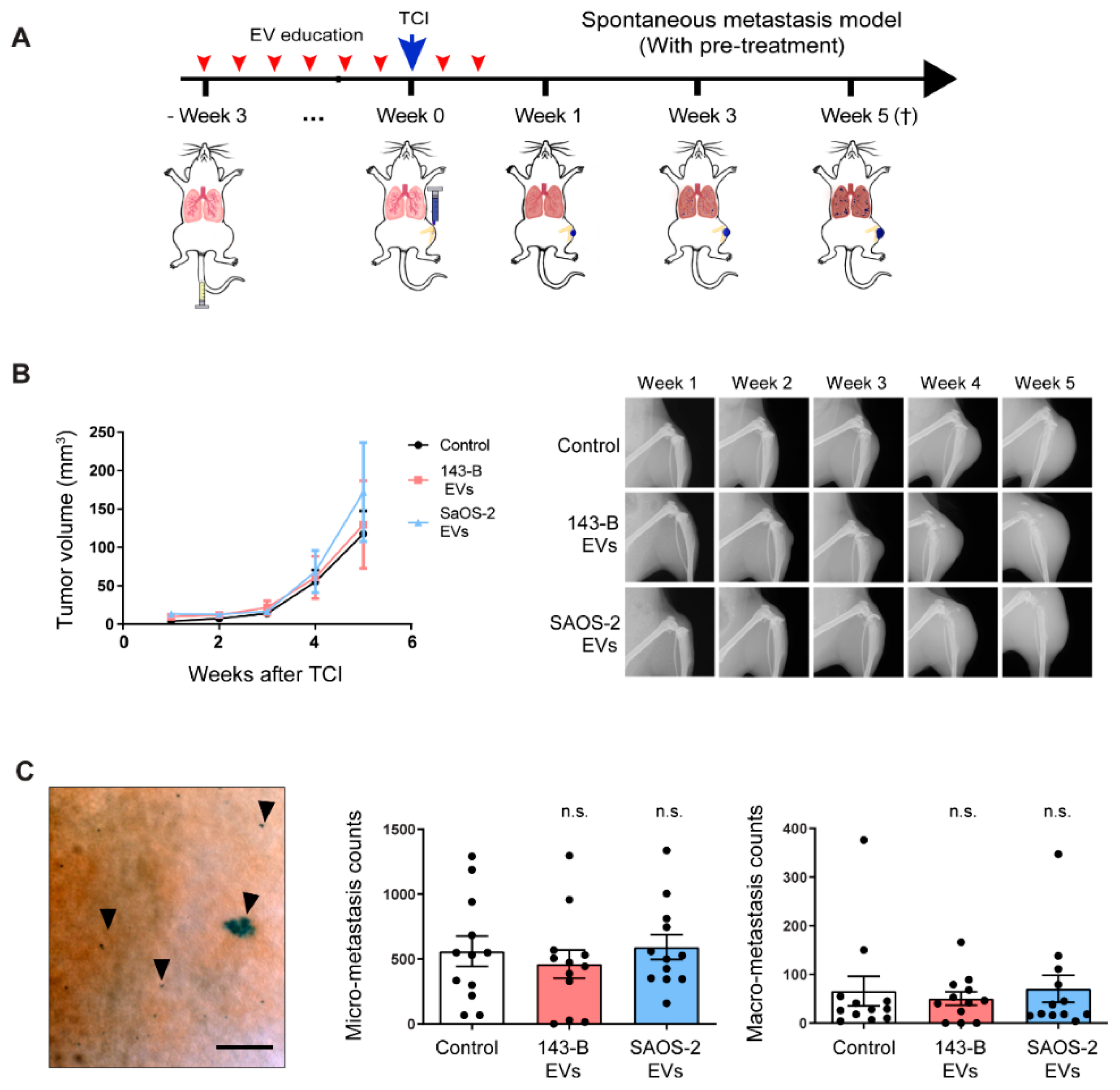 Cancers 12 03457 g004