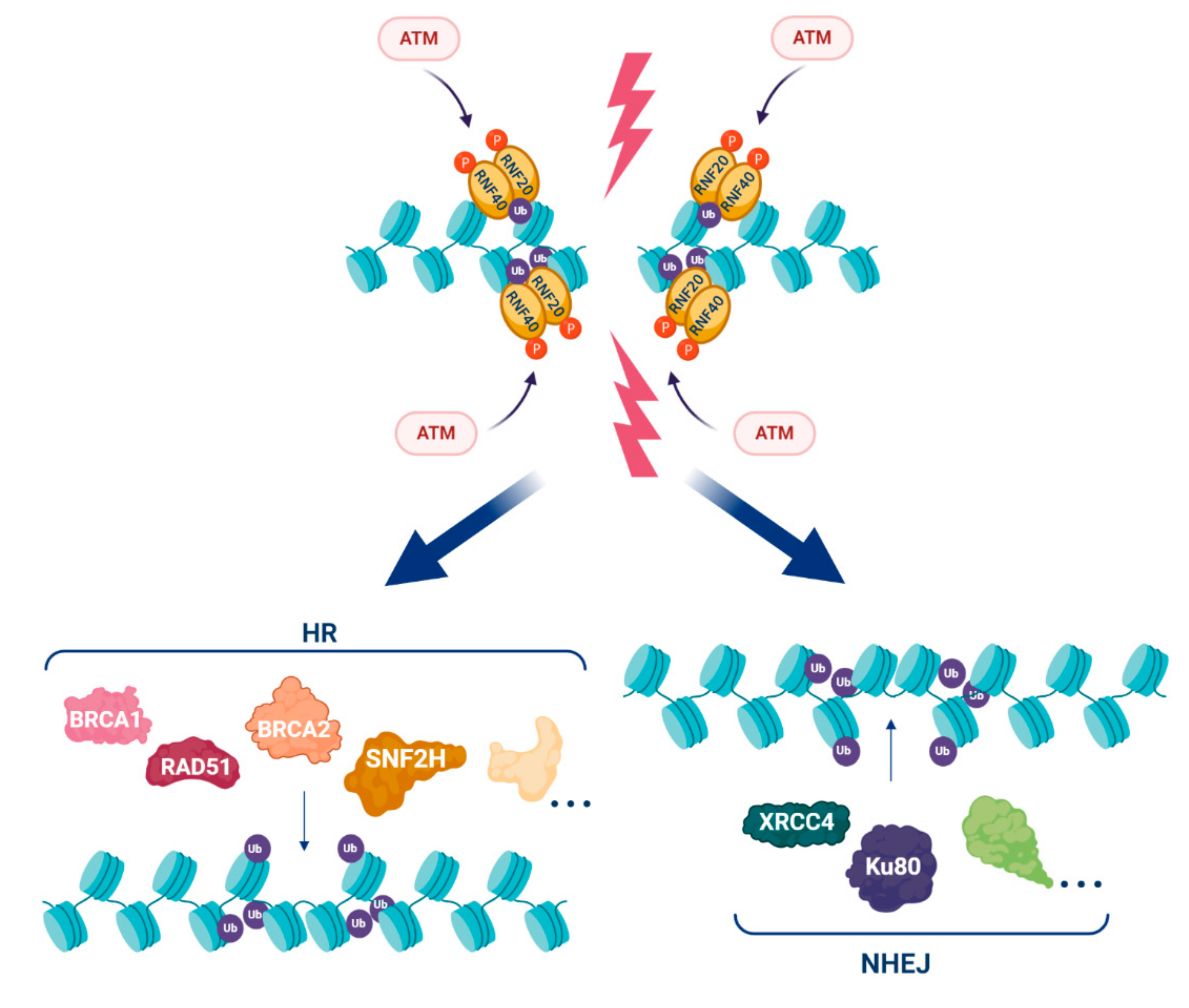 Cancers 12 03462 g003