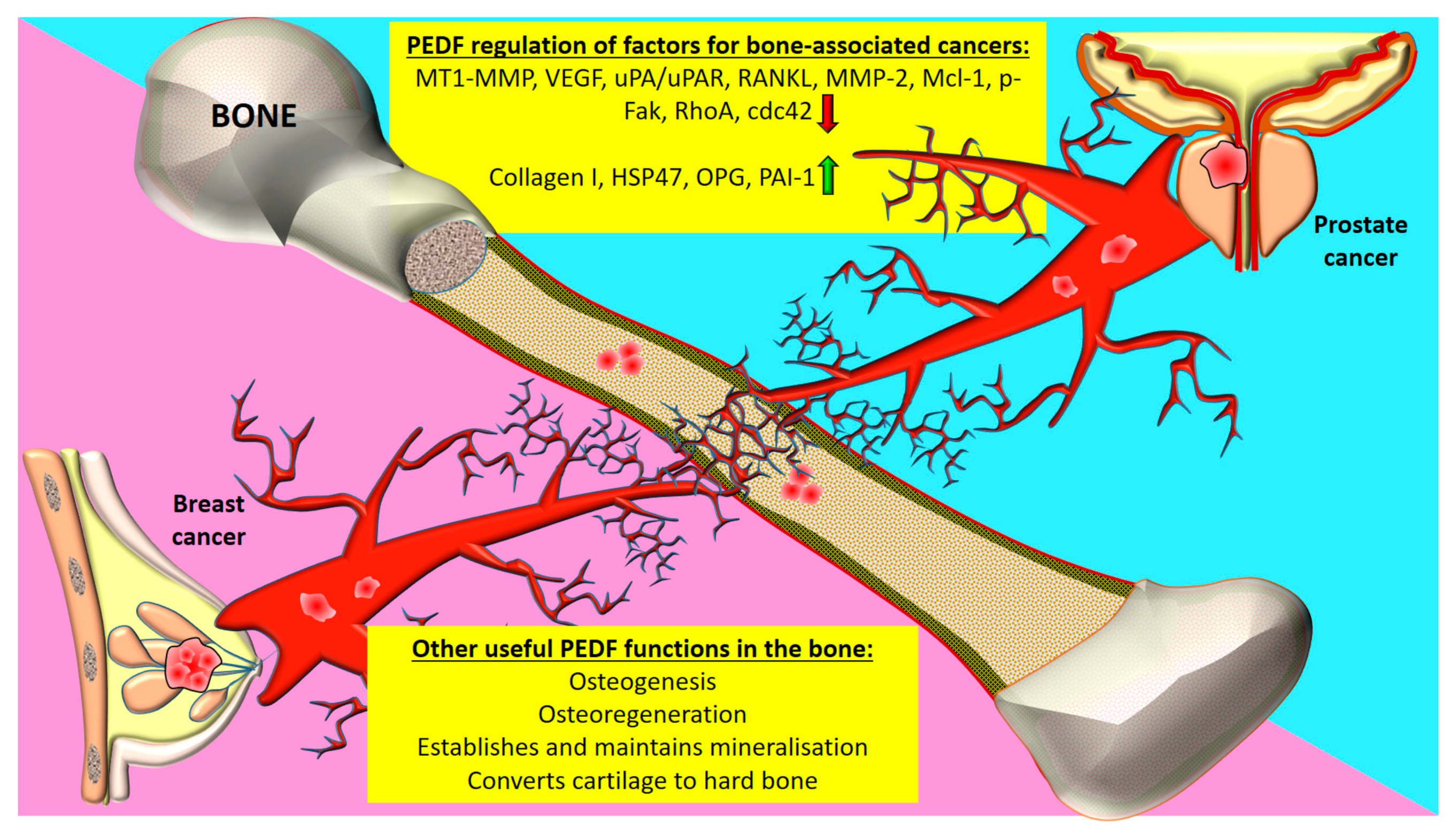 Cancers 12 03483 g002 Cancers 12 03483 g002
