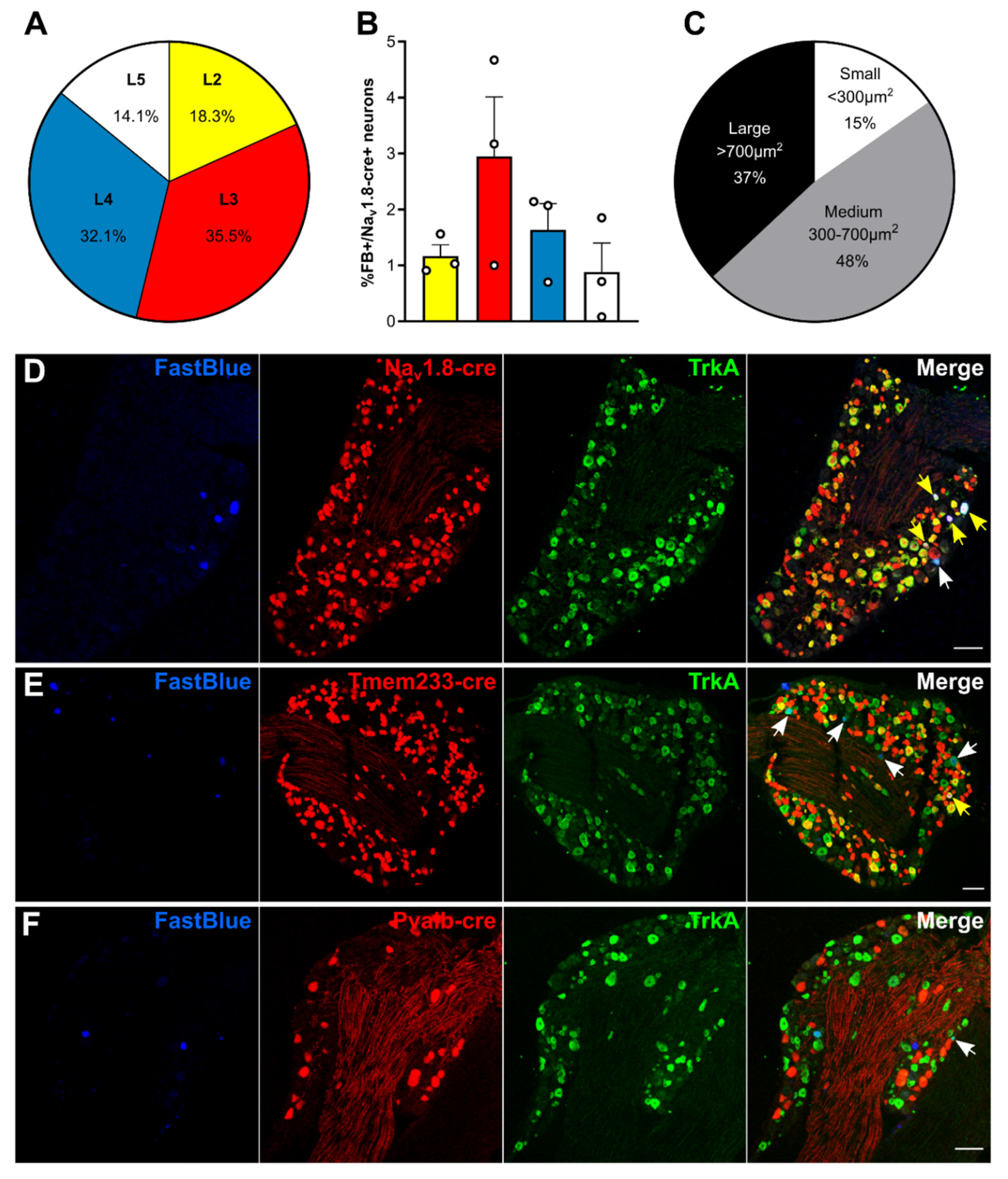 Cancers 12 03491 g001