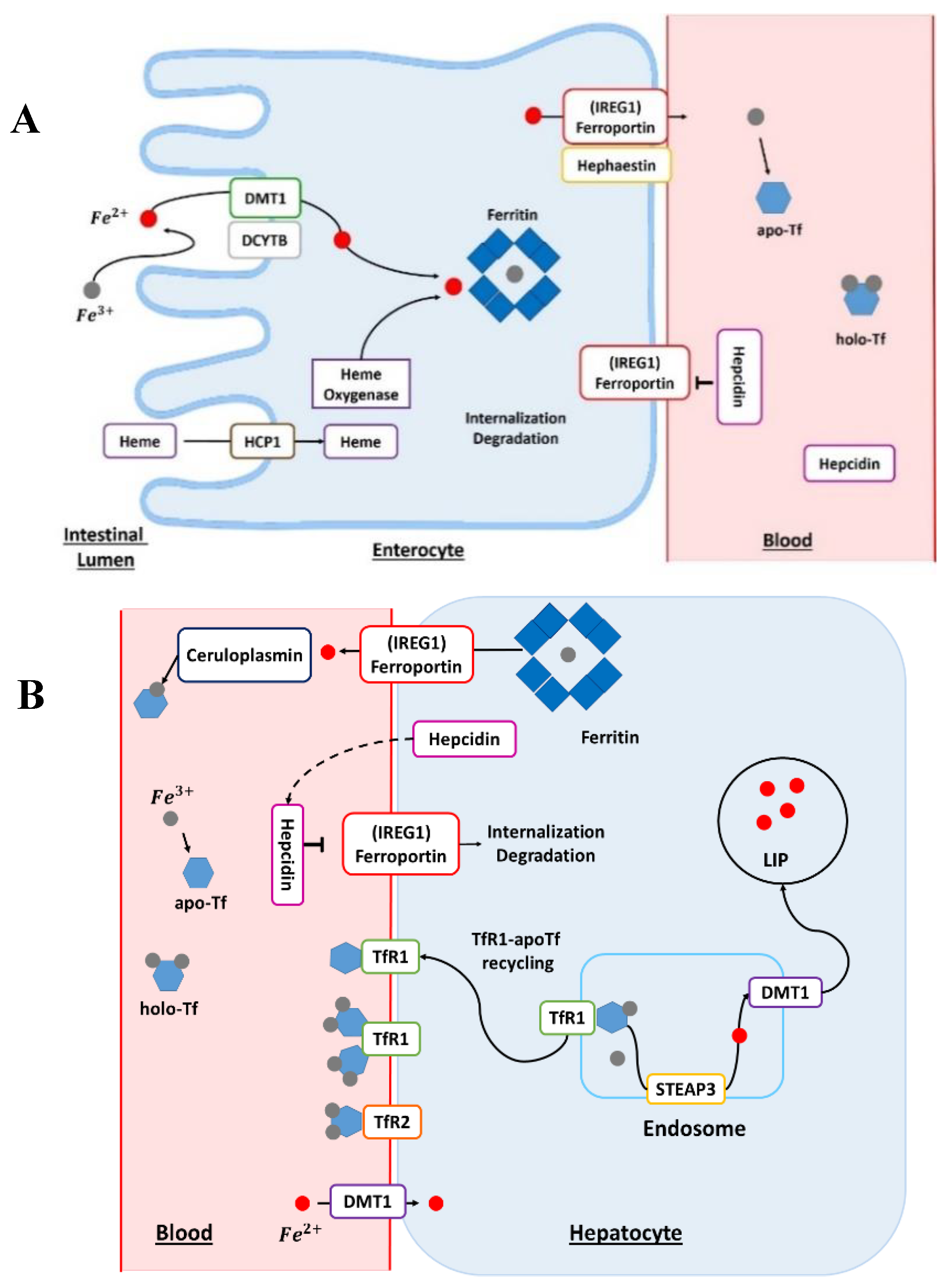 Cancers 12 03524 g001