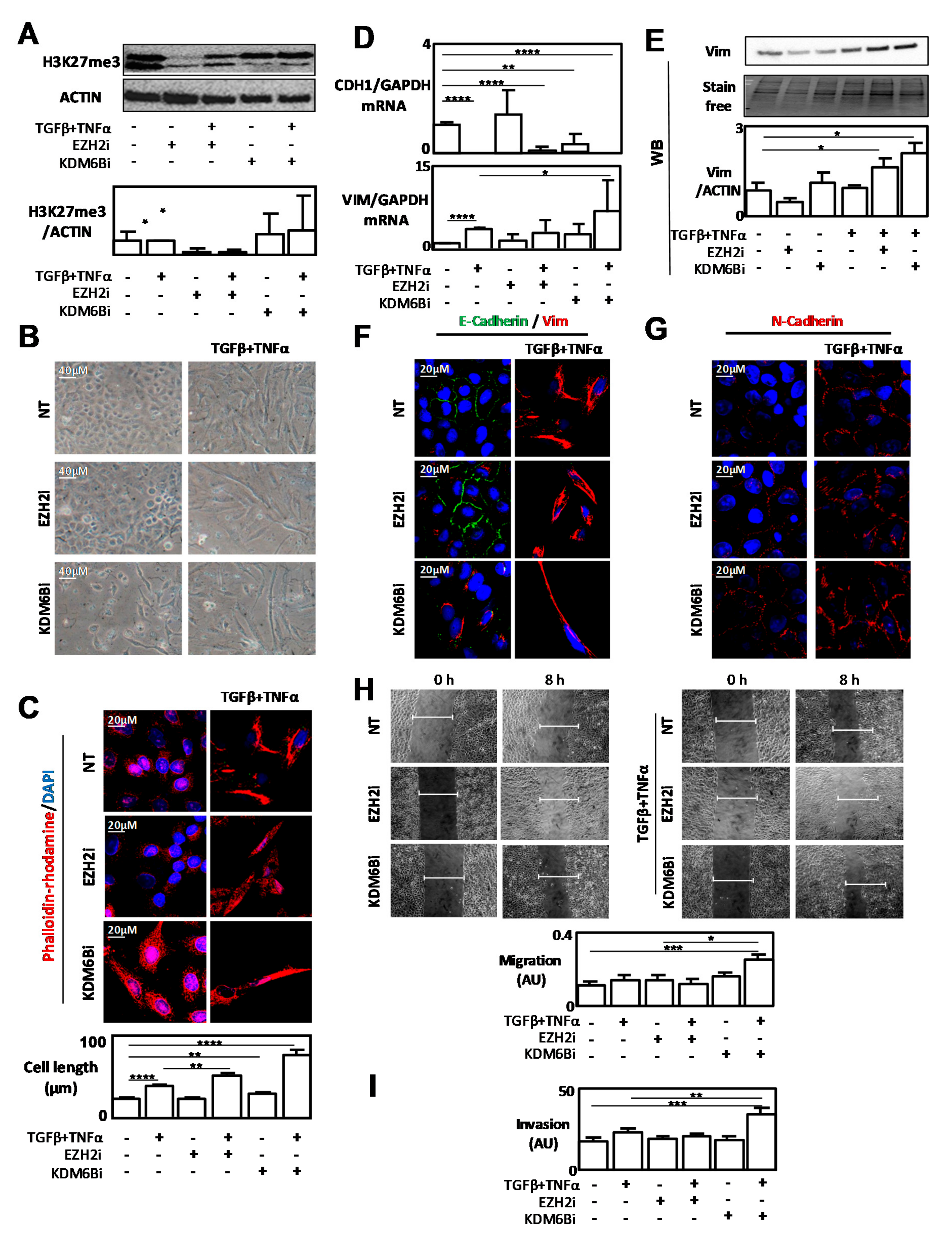 Cancers 12 03649 g003