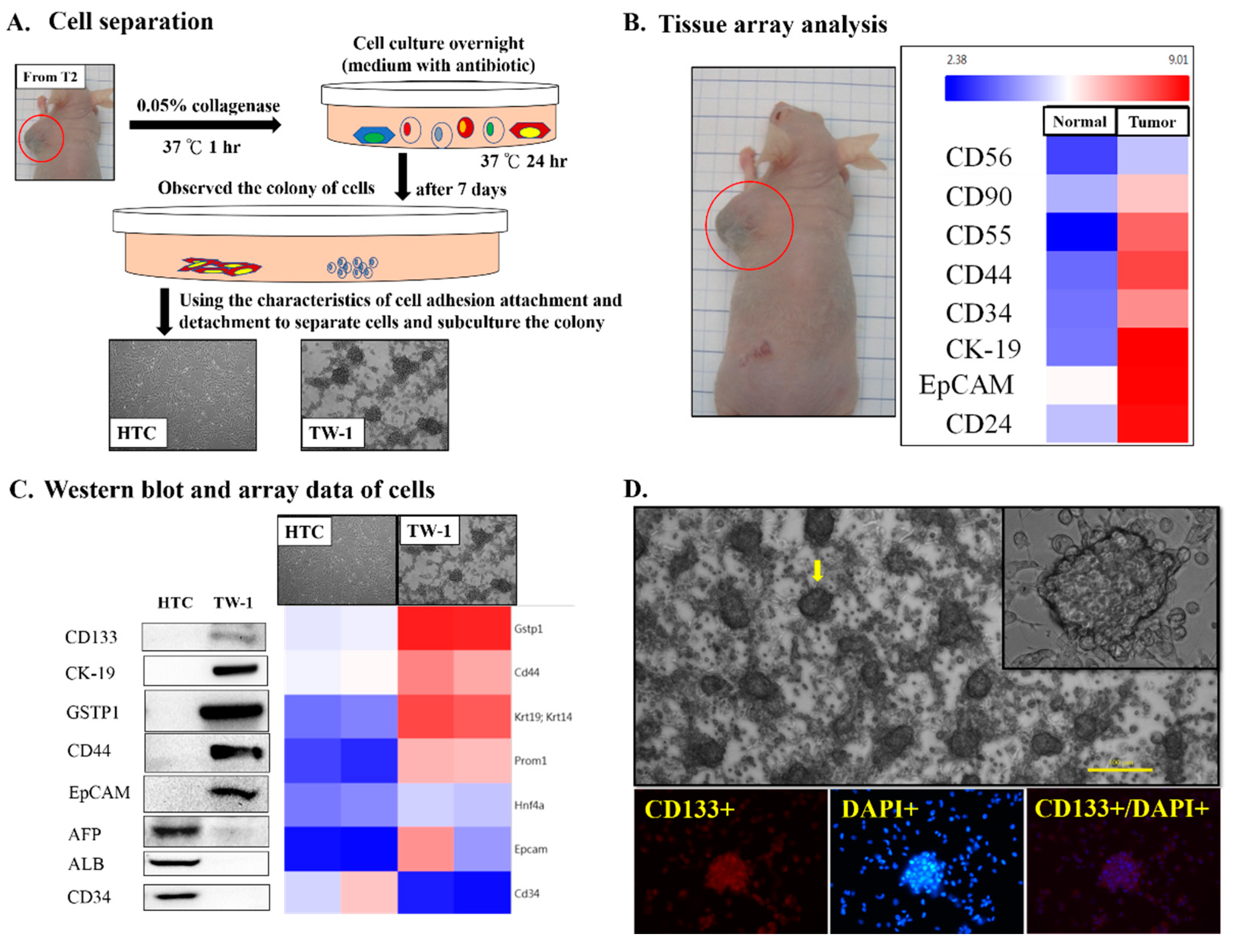 Cancers 12 03721 g001
