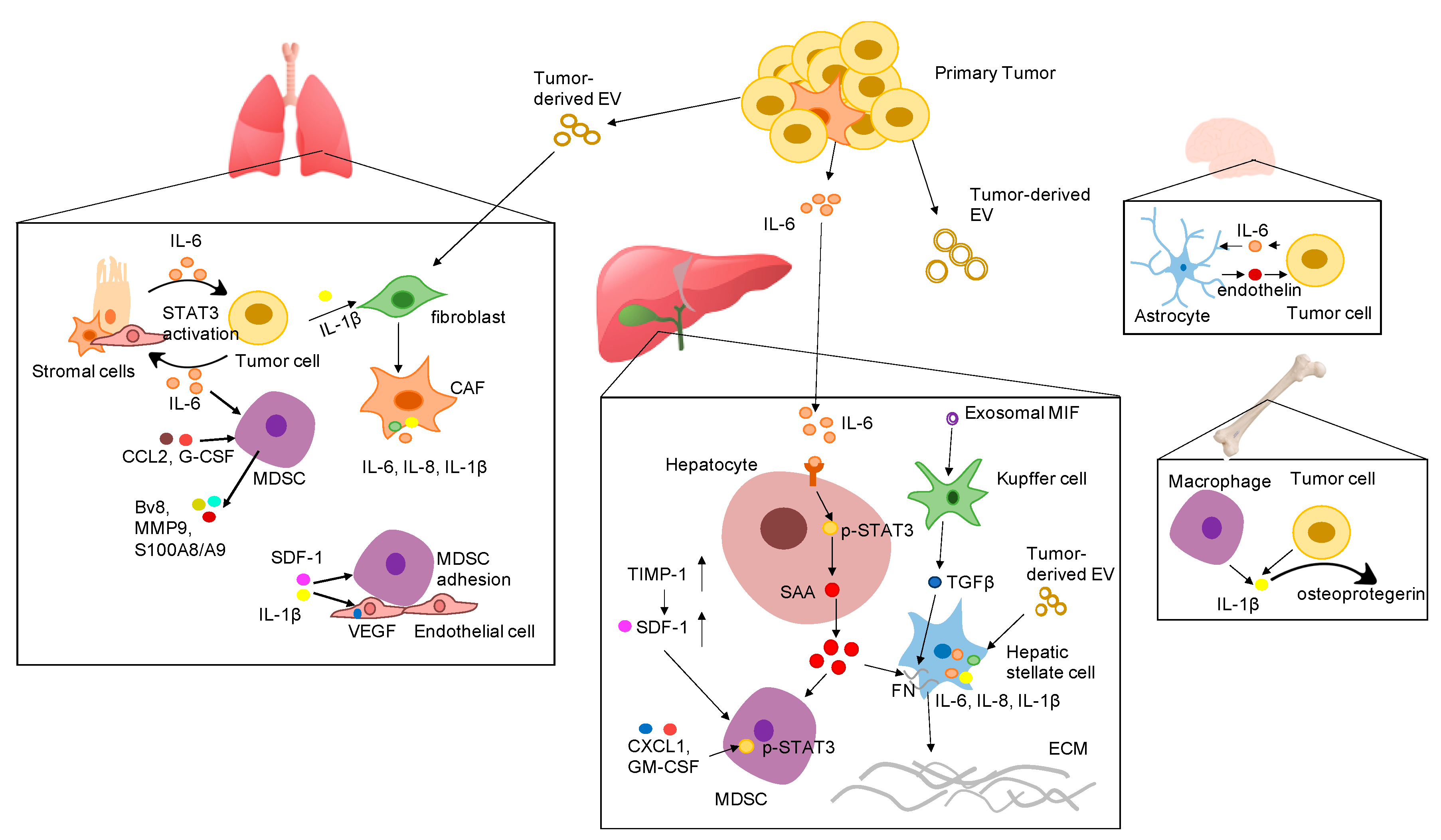Cancers 12 03752 g001