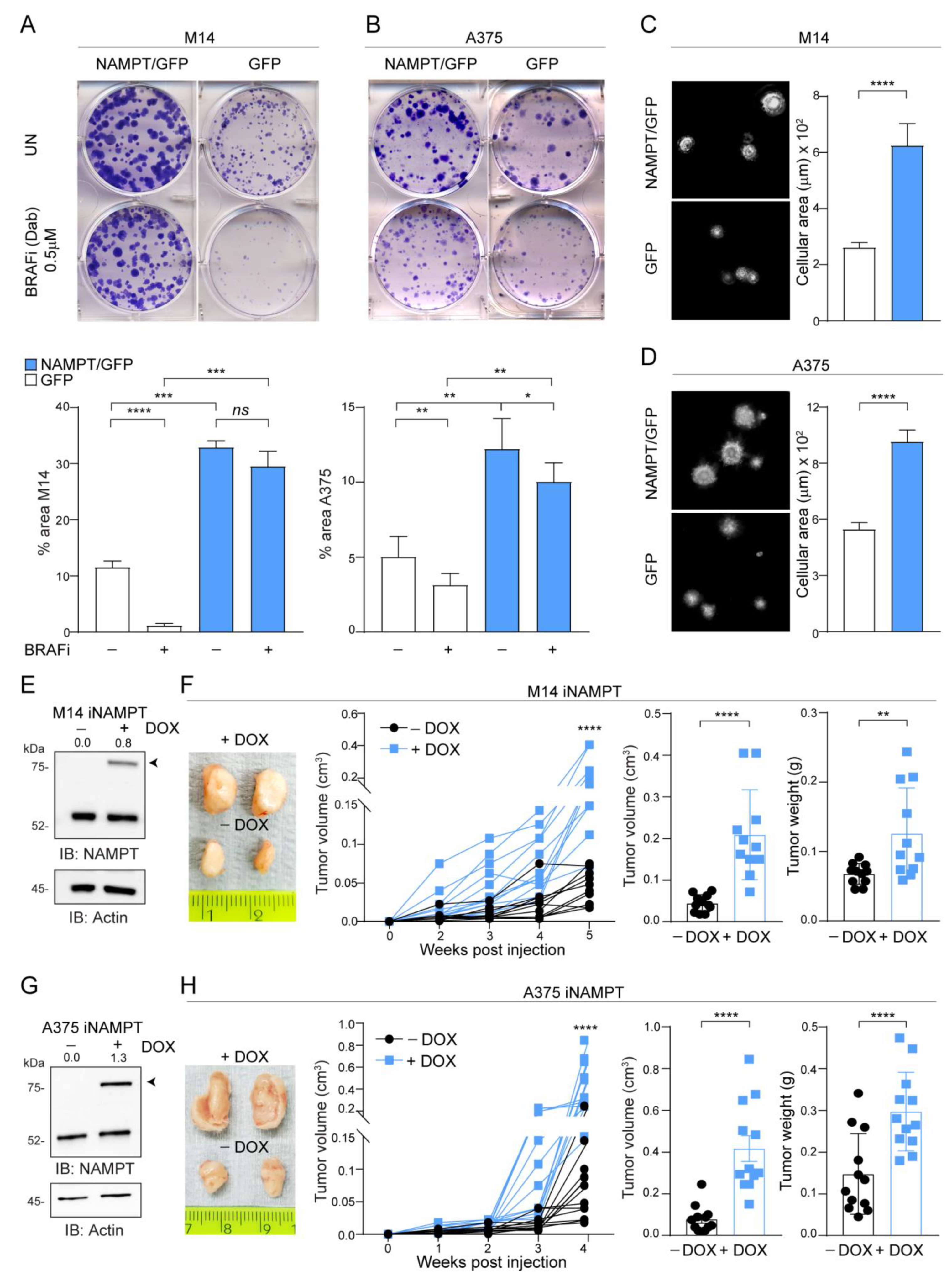 Cancers 12 03855 g002