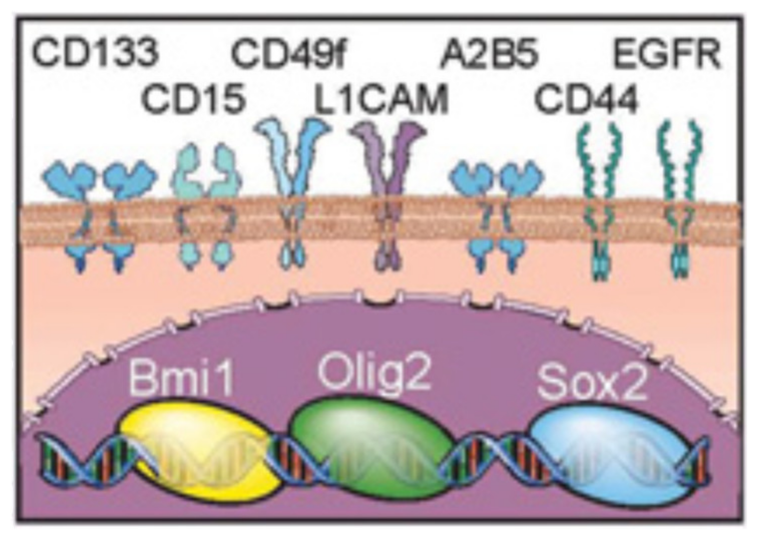 Cancers 13 00009 g001