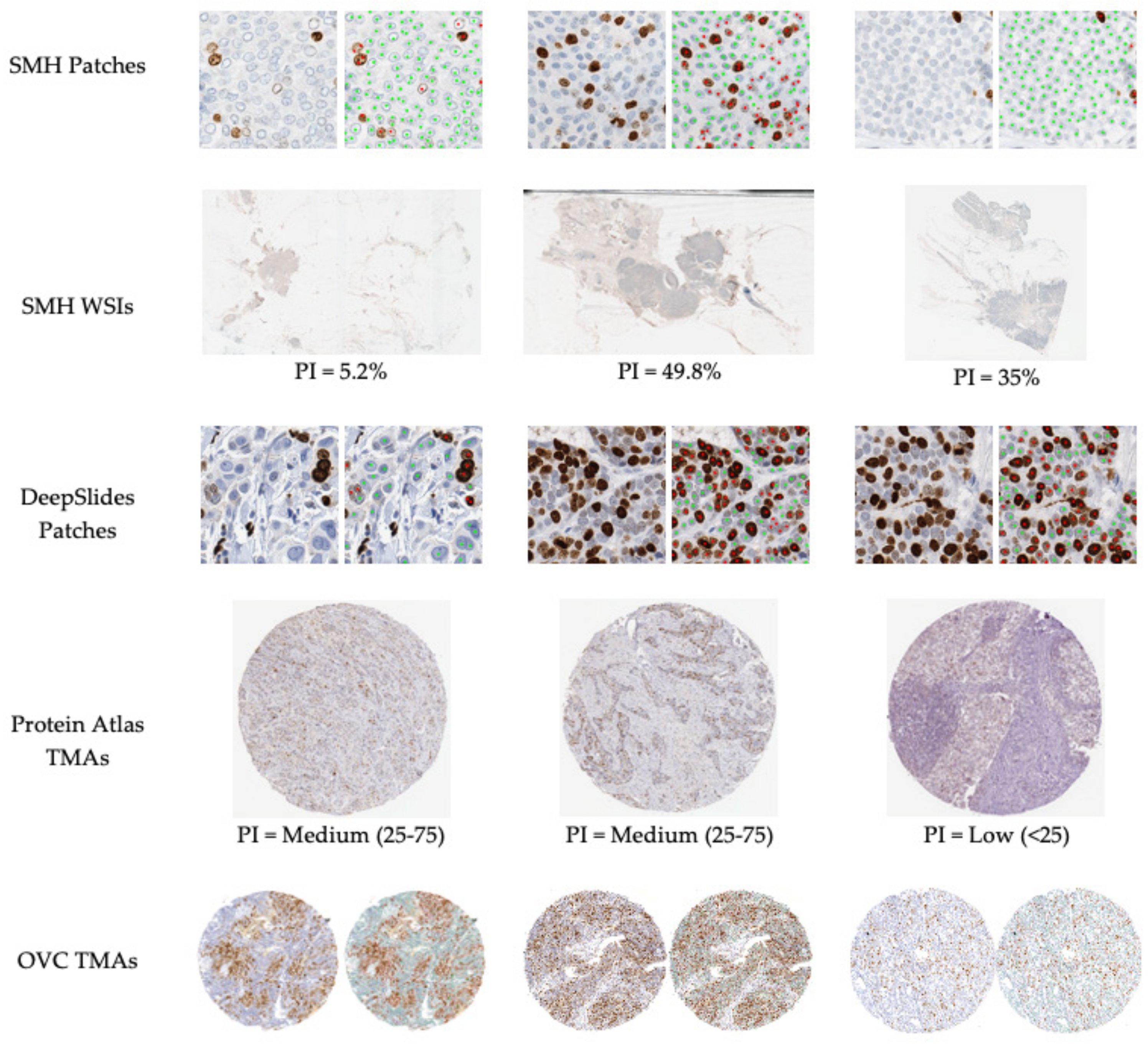 Cancers 13 00011 g002 Cancers 13 00011 g002