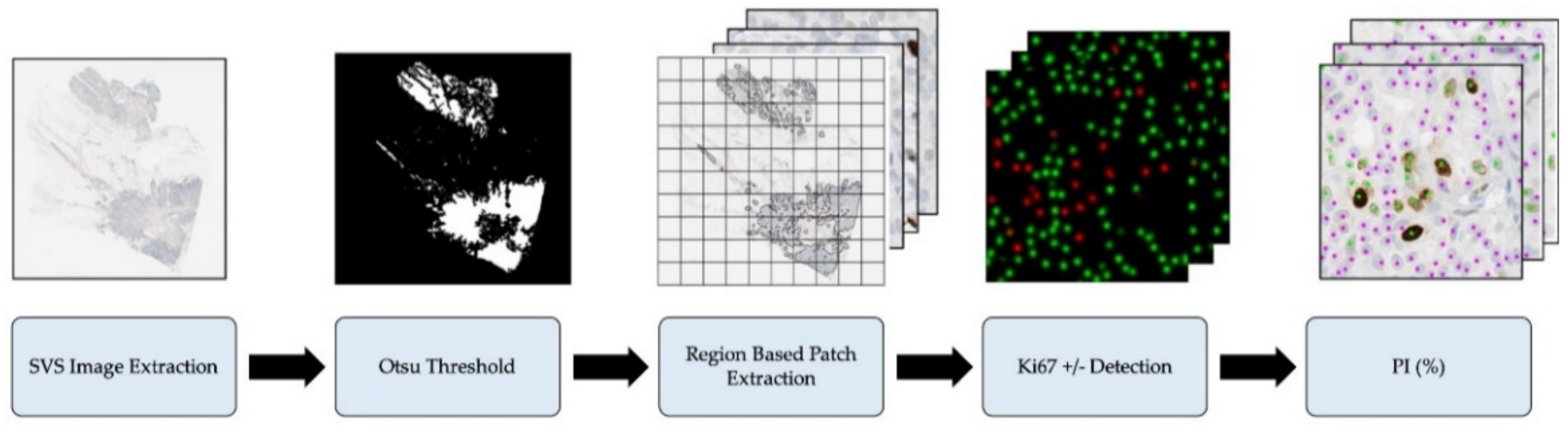 Cancers 13 00011 g004 Cancers 13 00011 g004
