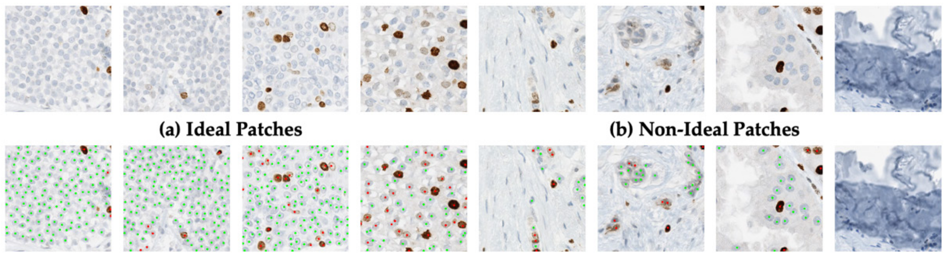 Cancers 13 00011 g007 Cancers 13 00011 g007