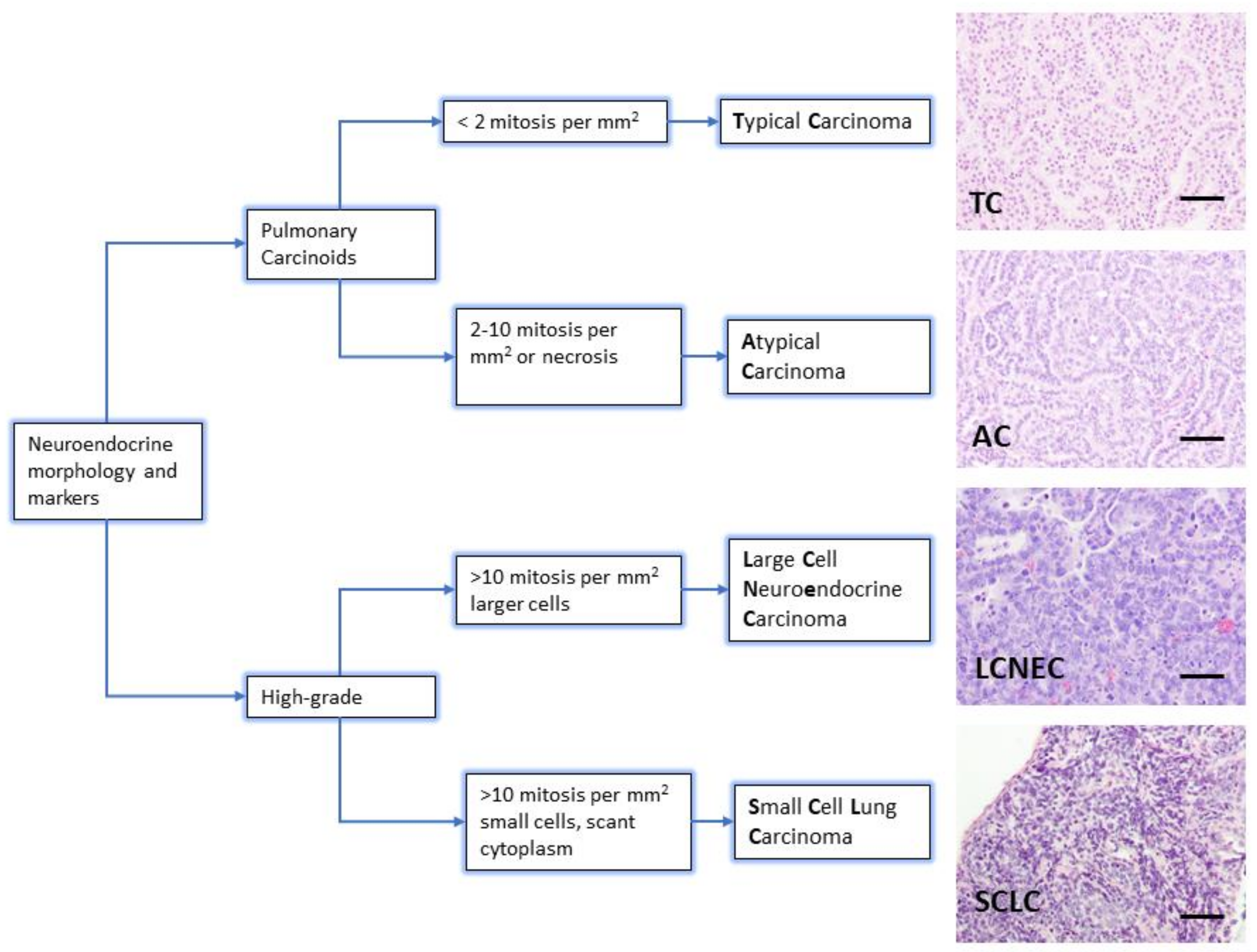 Cancers 13 00014 g001