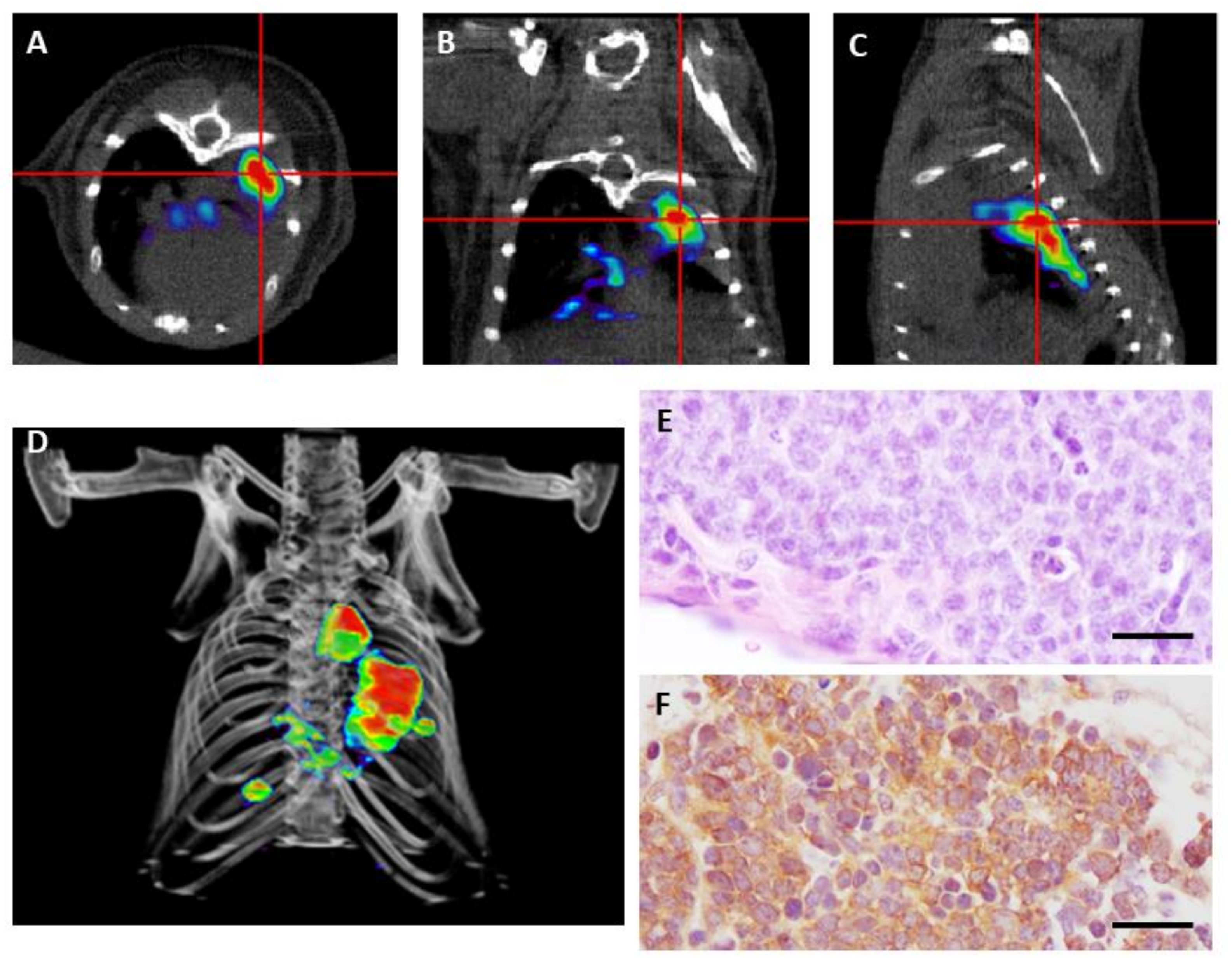 Cancers 13 00014 g002