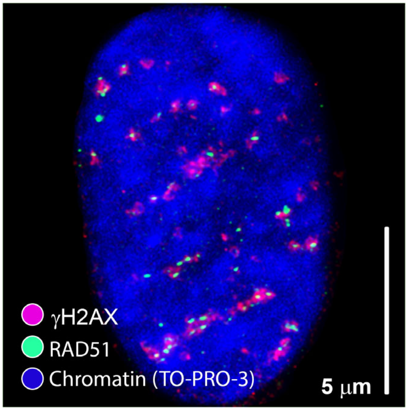 Cancers 13 00018 g002