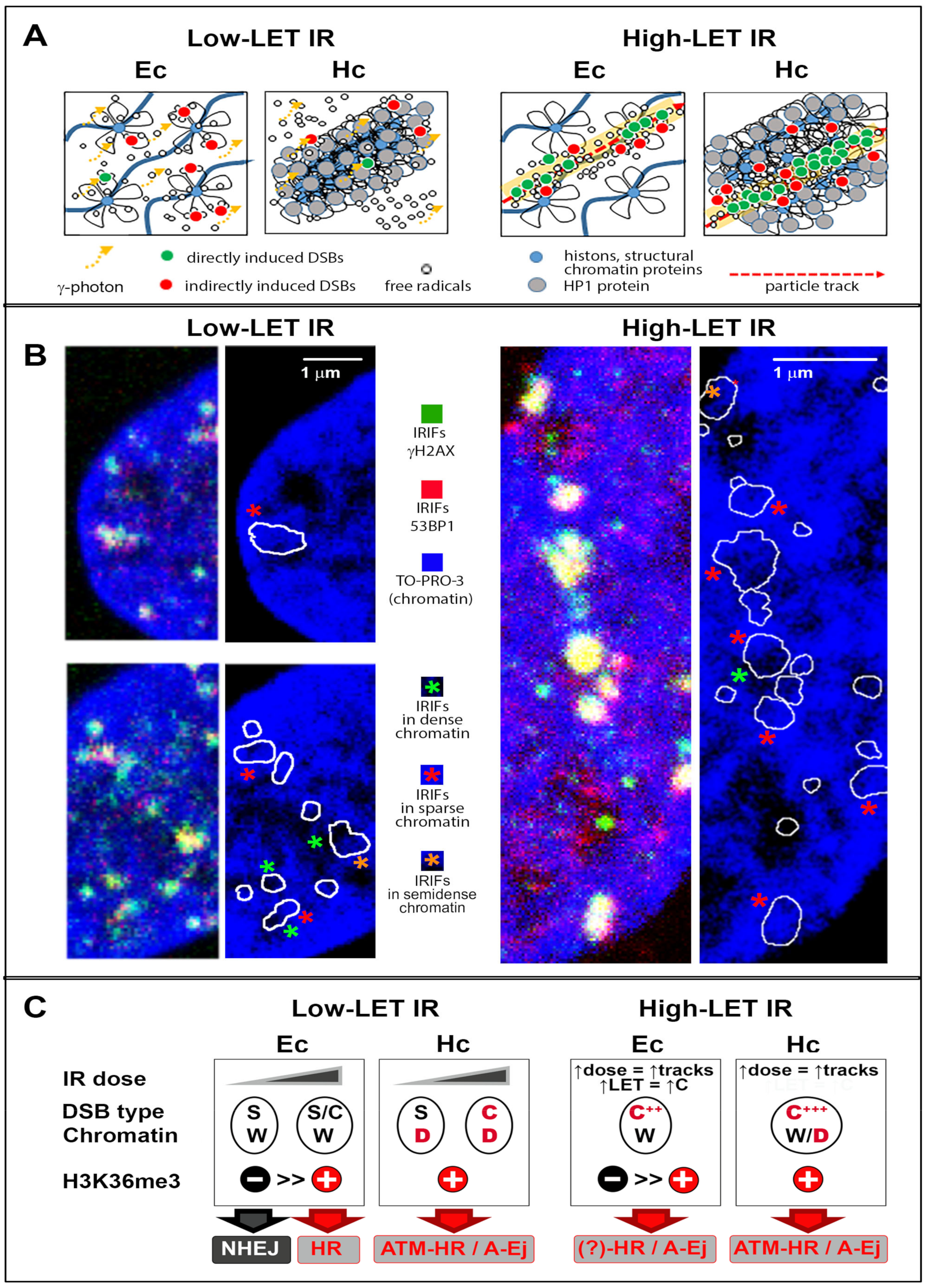 Cancers 13 00018 g003