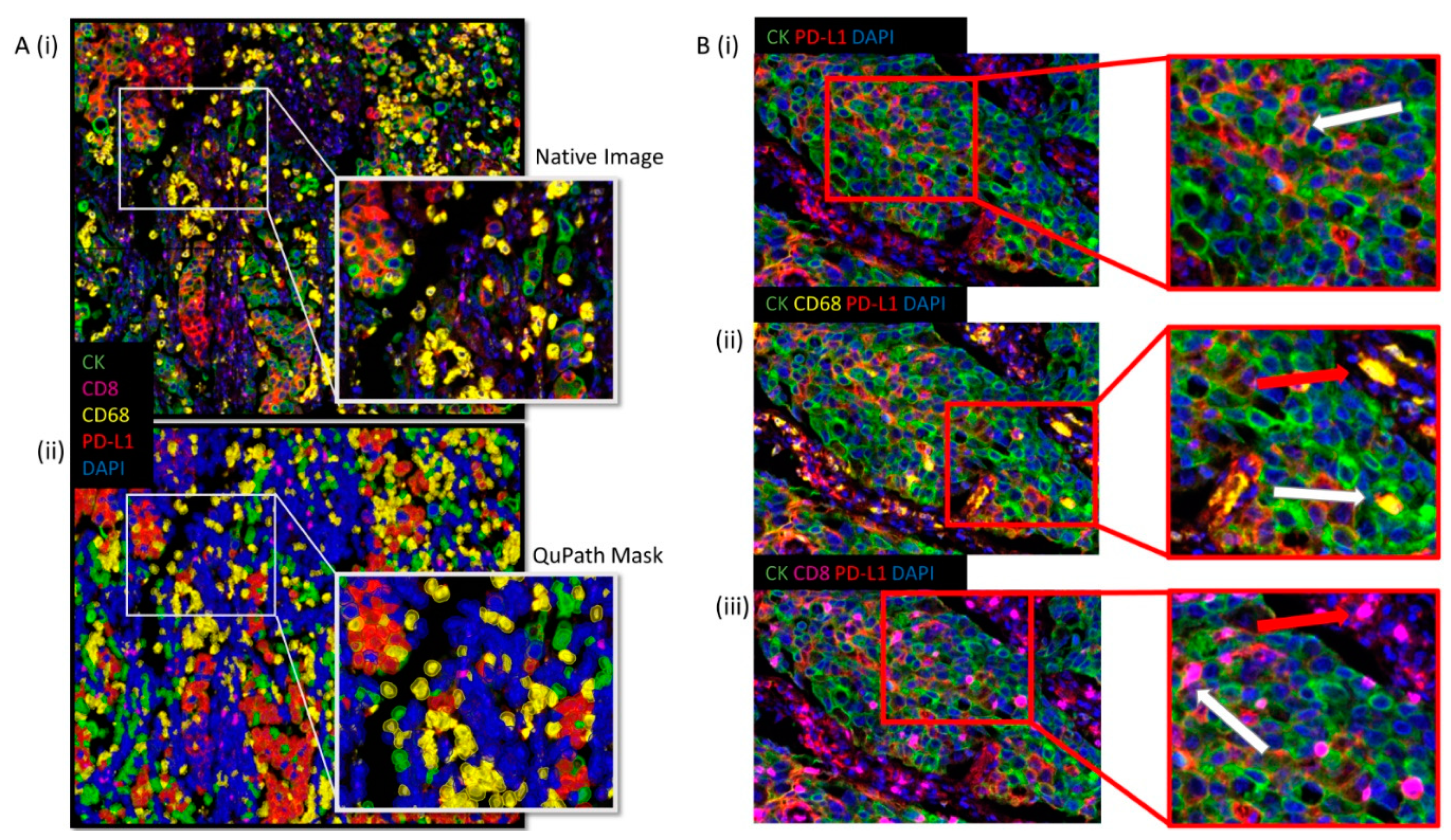 Cancers 13 00029 g003