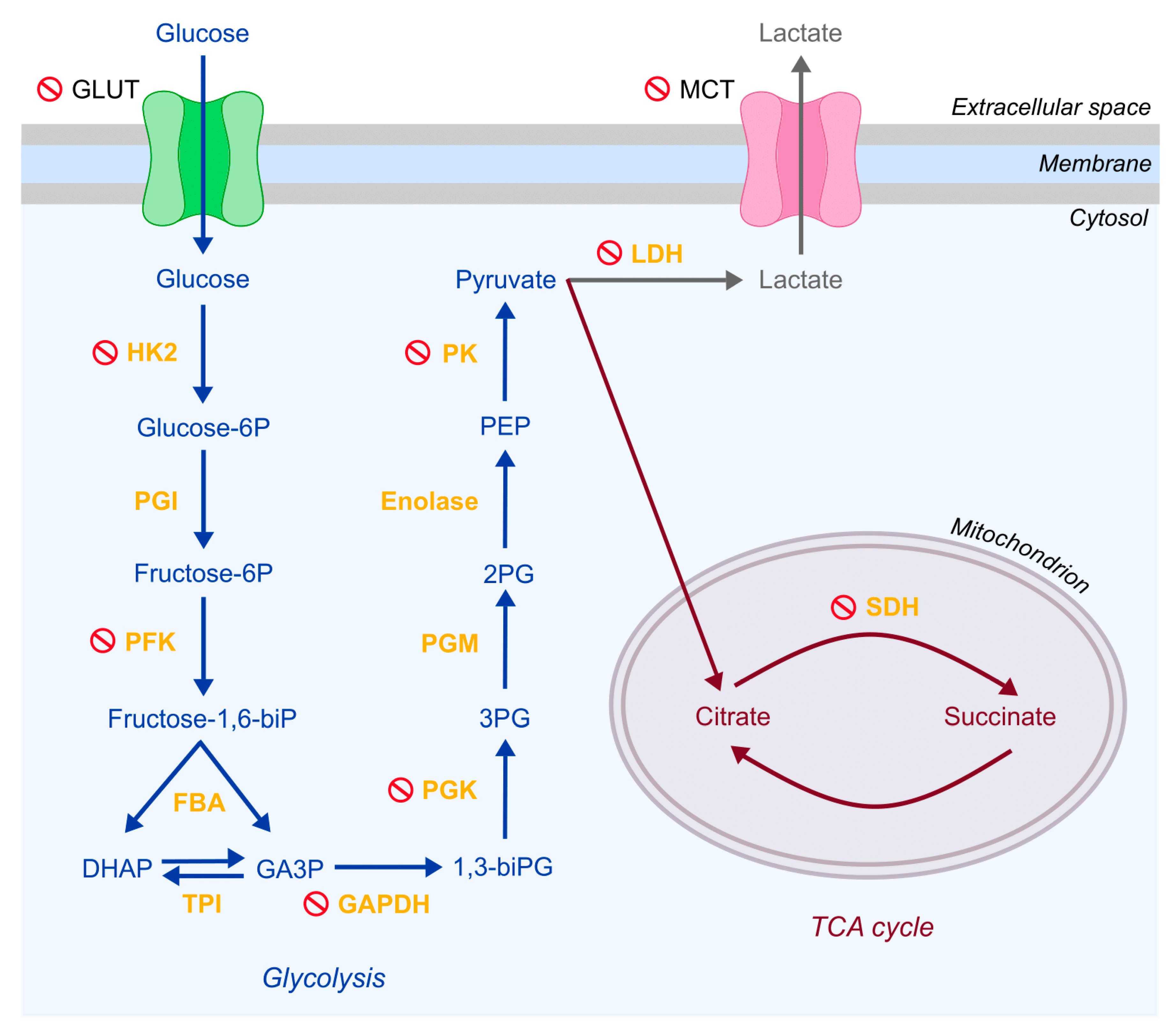 Cancers 13 00035 g002