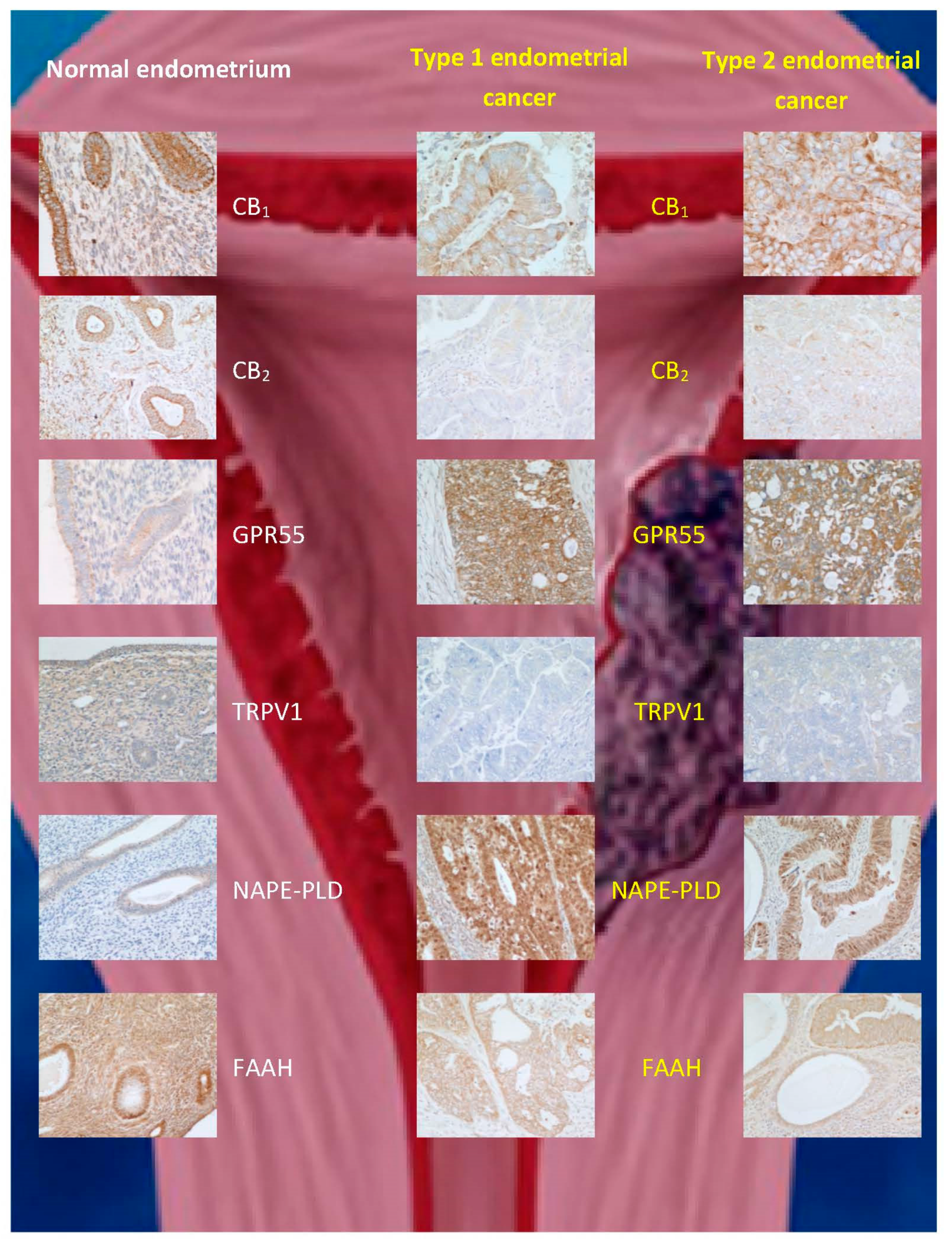 Cancers 13 00037 g003