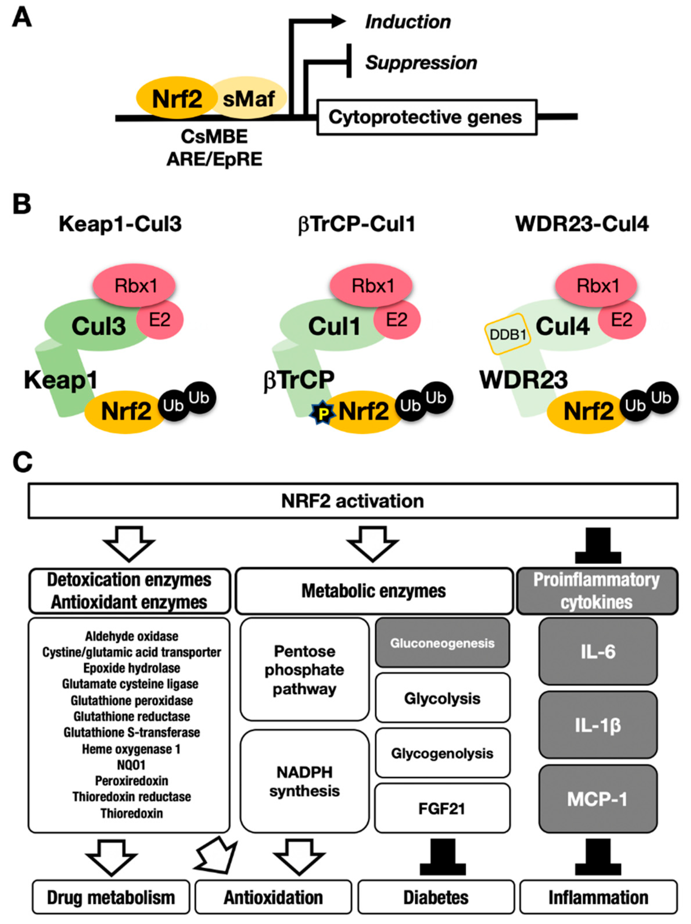 Cancers 13 00046 g001