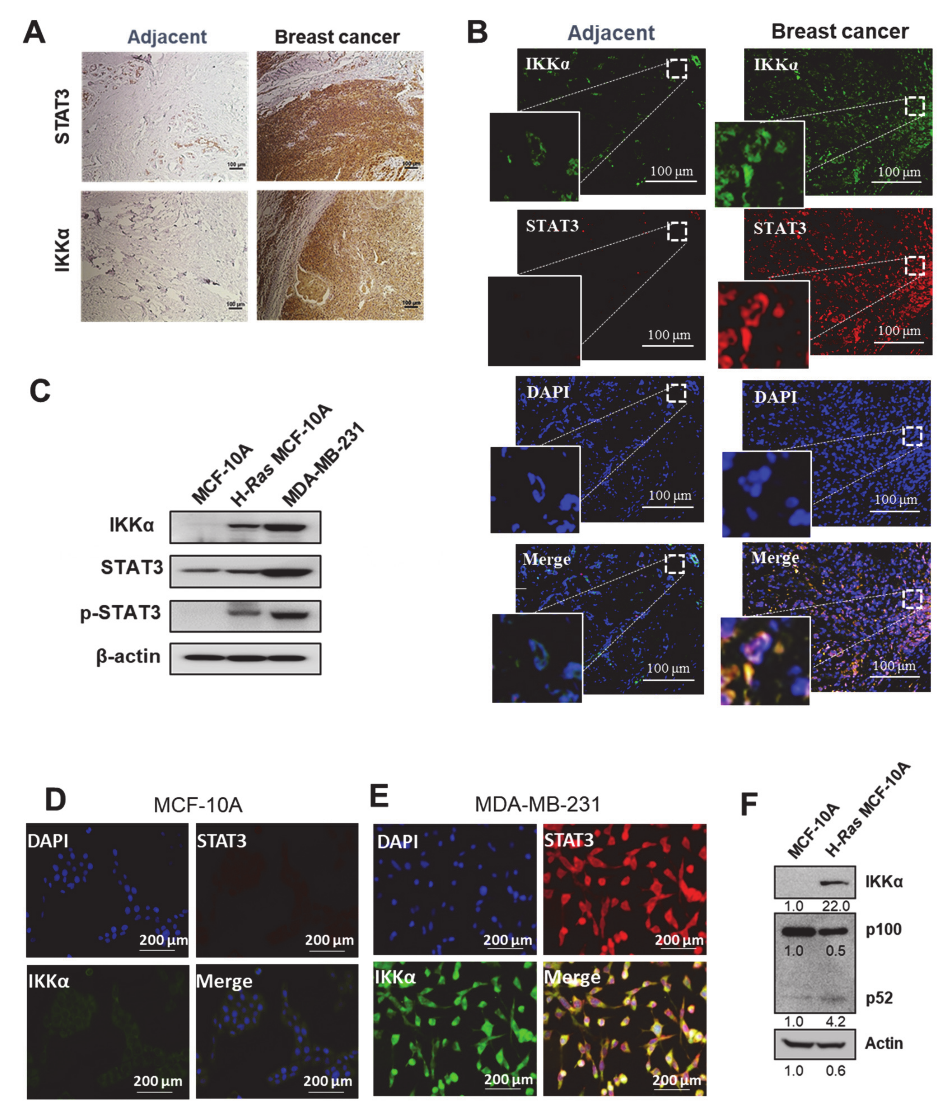 Cancers 13 00082 g001 Cancers 13 00082 g001