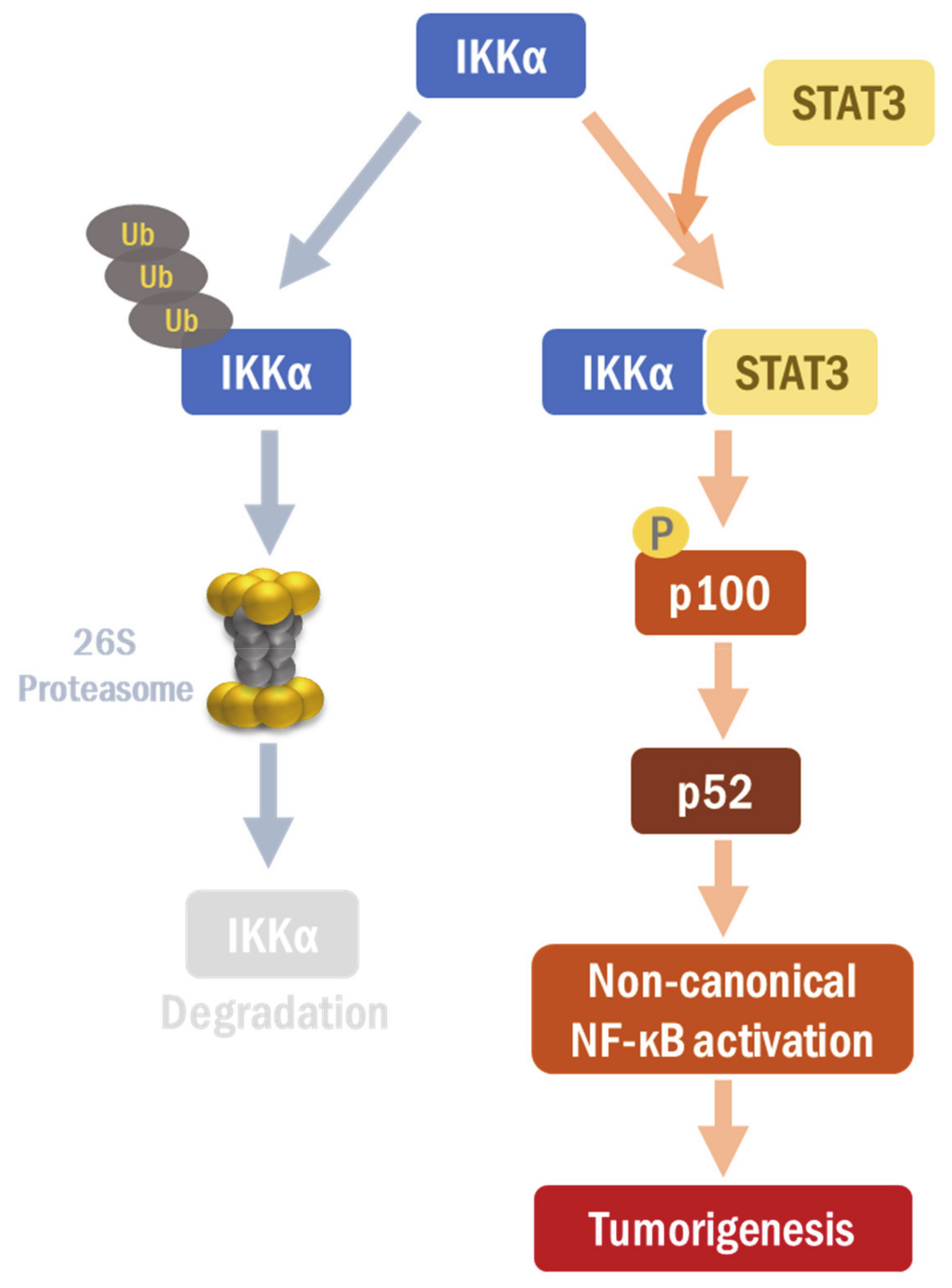 Cancers 13 00082 g006 Cancers 13 00082 g006