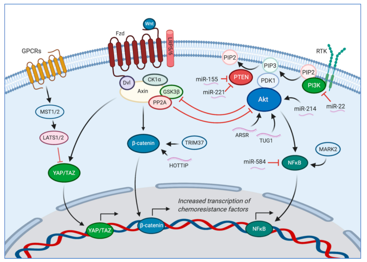 Cancers 13 00083 g001
