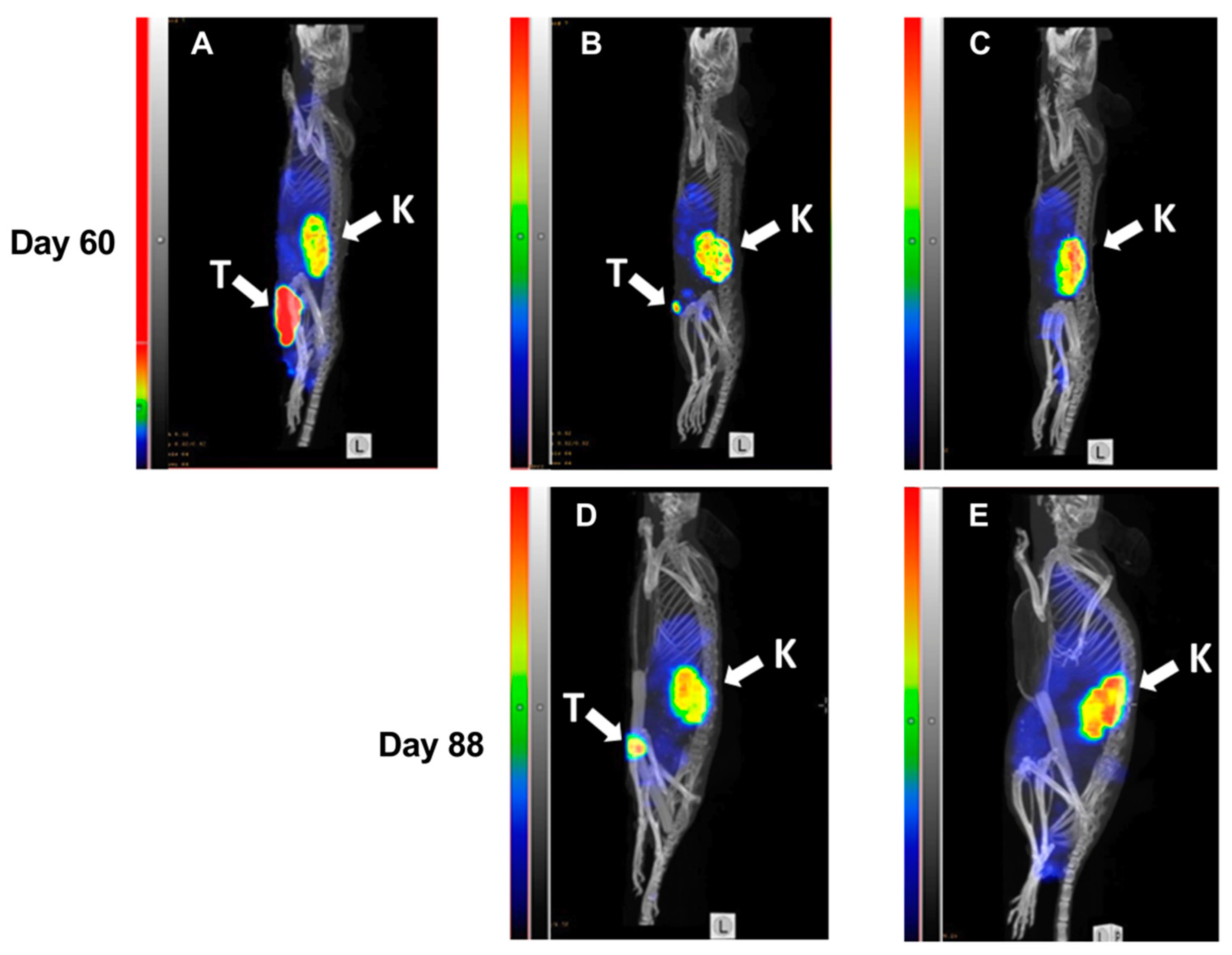 Cancers 13 00085 g007
